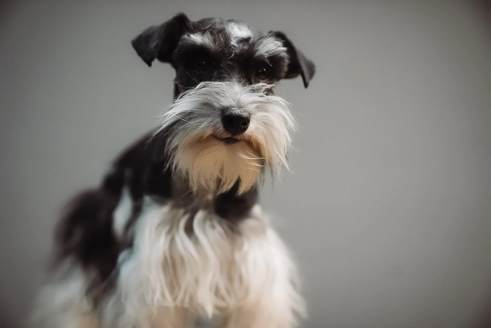 Close-up of a black and white dog with a beard, looking at the camera, against a neutral background.