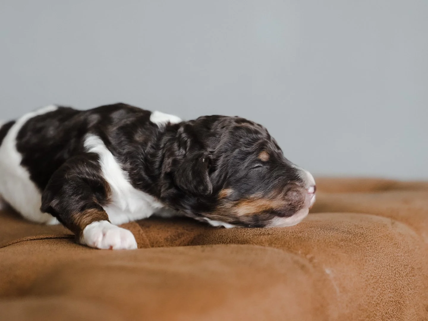 AKC Brown Phantom Poodle Boise, Idaho