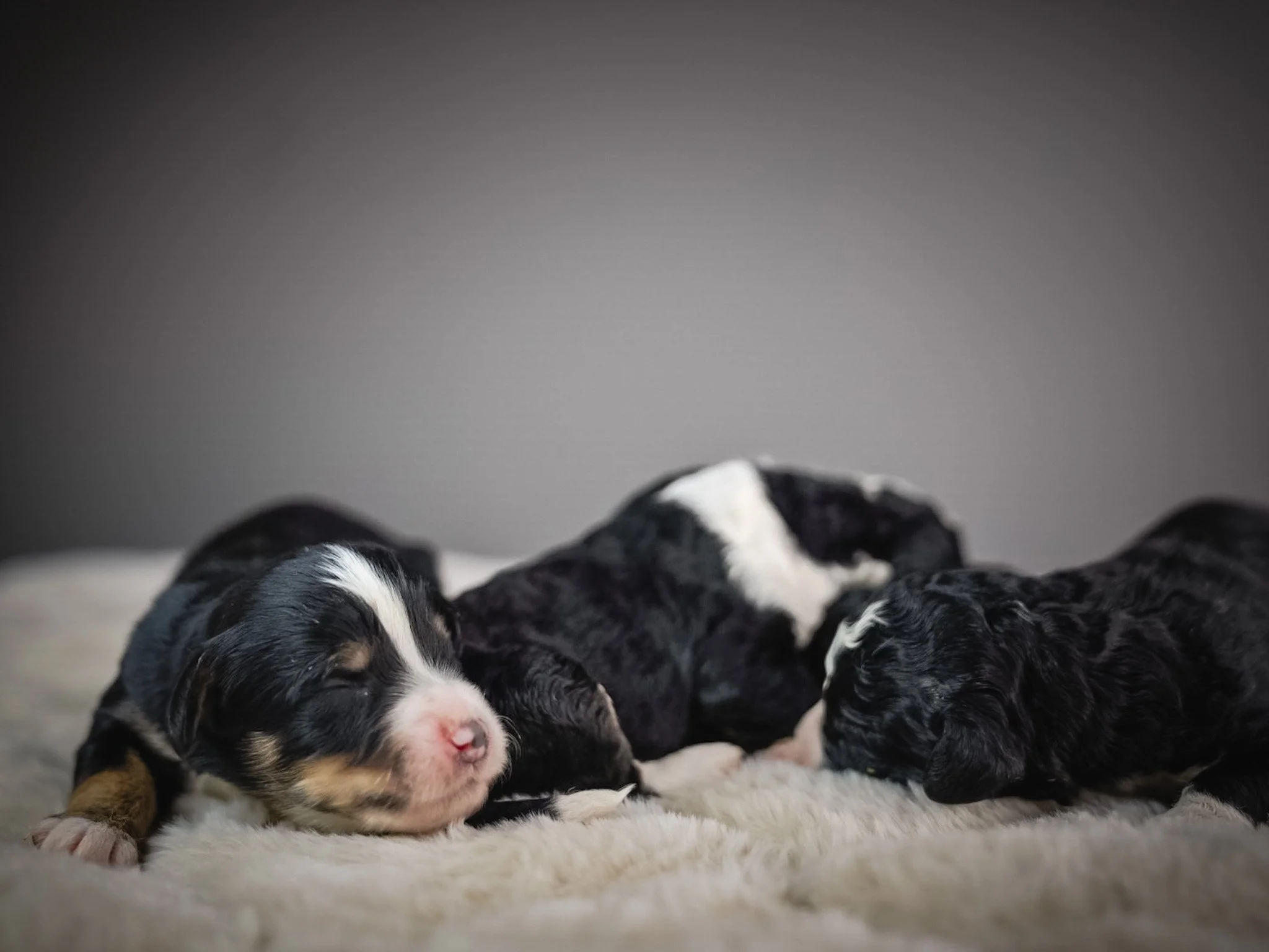 Four adorable puppies sleeping on a soft white surface with a neutral gray background.