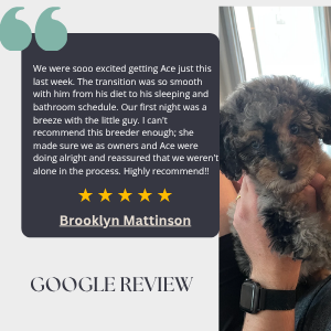 Screenshot of a Google review for a pet, Brooklyn Mattinson, praising the transition to a new pet and the breeder's support. The review is partially obscured beside the image of a small puppy held in someone's hand.