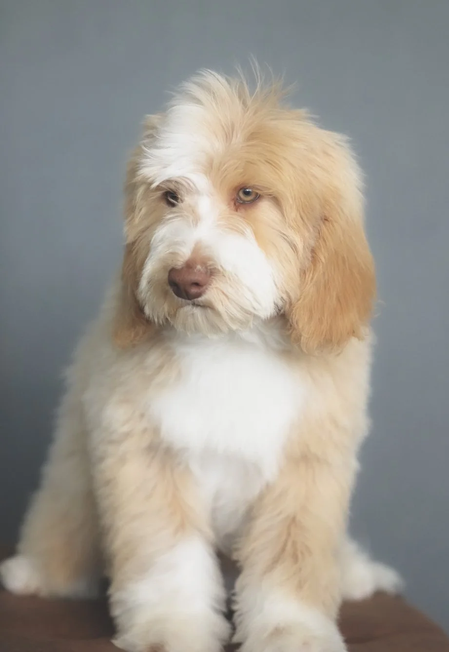 A fluffy puppy with light brown and white fur, sitting against a gray background, looking slightly to the side.