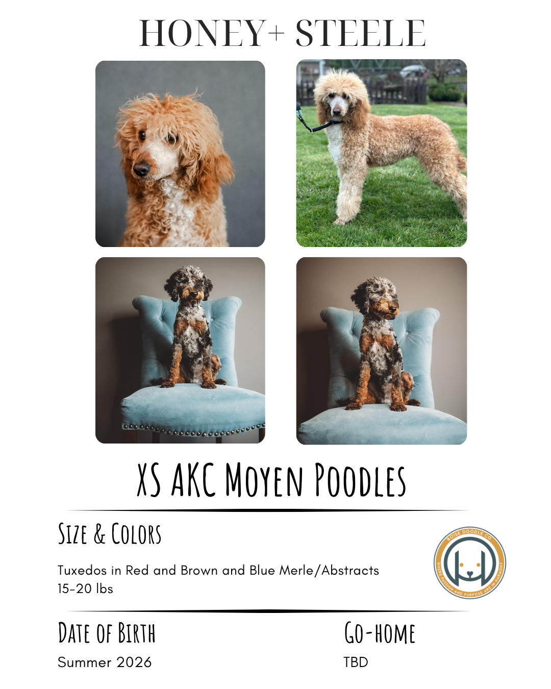 Breed profile for Honey and Steele, medium-sized poodles with curly coats, shown in photos: Honey is a red poodle with a loose, fluffy coat, and Steele is a blue merle poodle with a curly, multicolored coat, sitting on a chair. The document includes