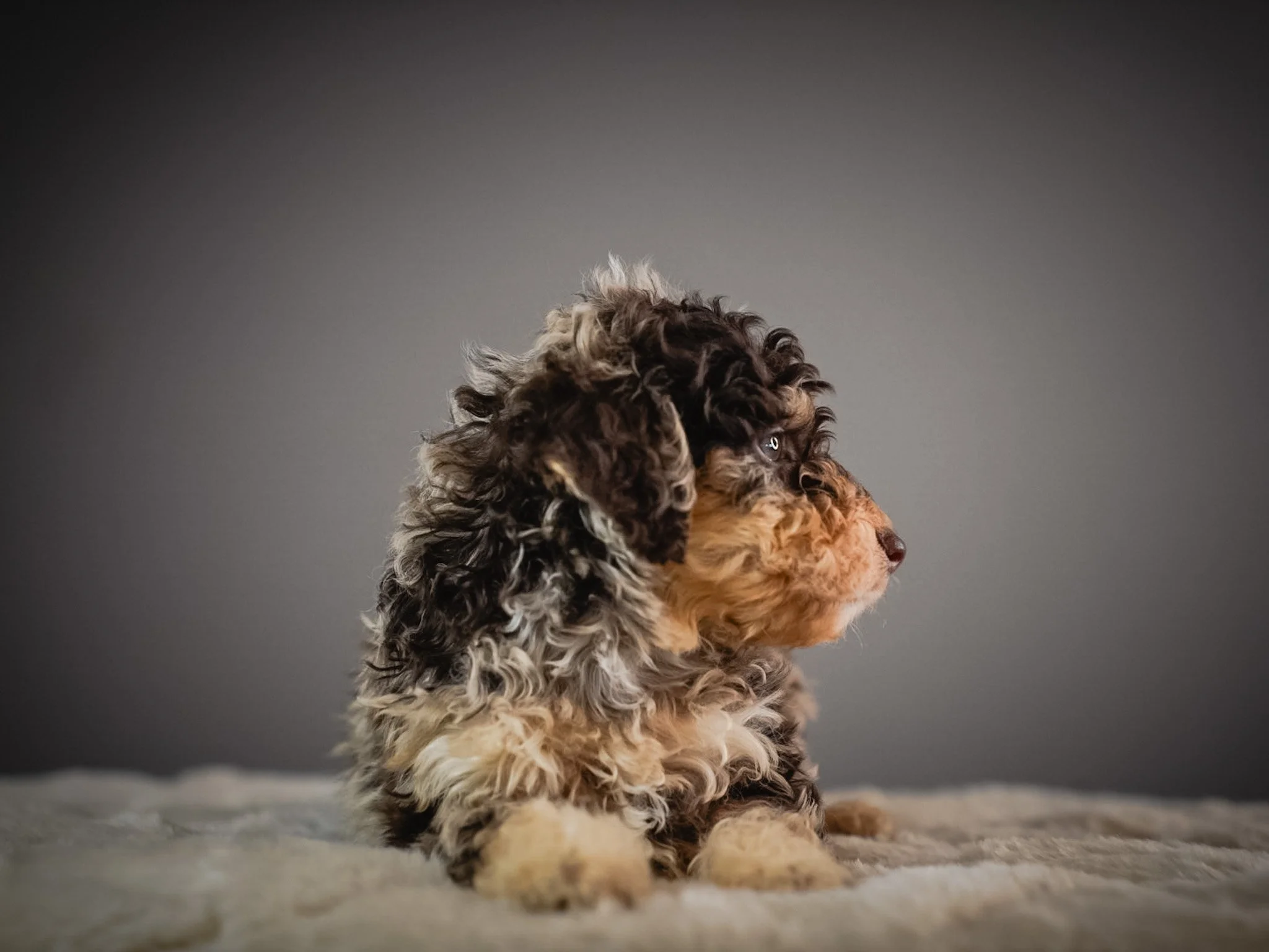 Side view of a small, fluffy, curly-haired puppy with black, tan, and cream fur, sitting on a soft surface against a plain, dark background.
