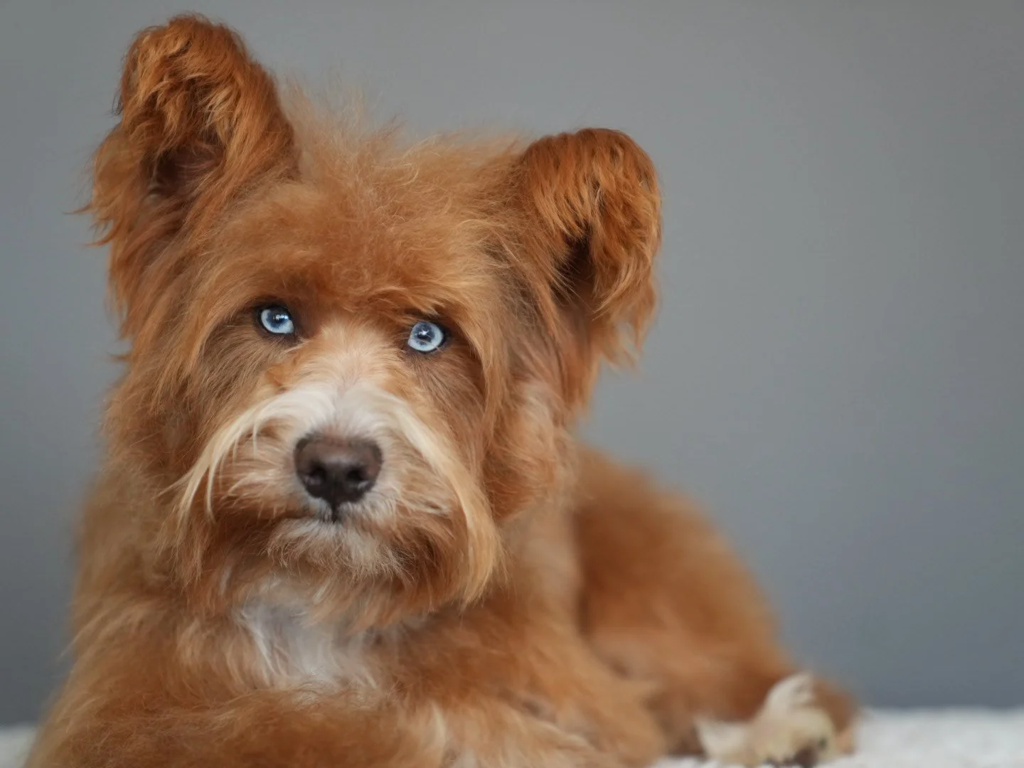 Close-up of a brown and white dog with striking blue eyes resting on a light-colored surface against a plain gray background.