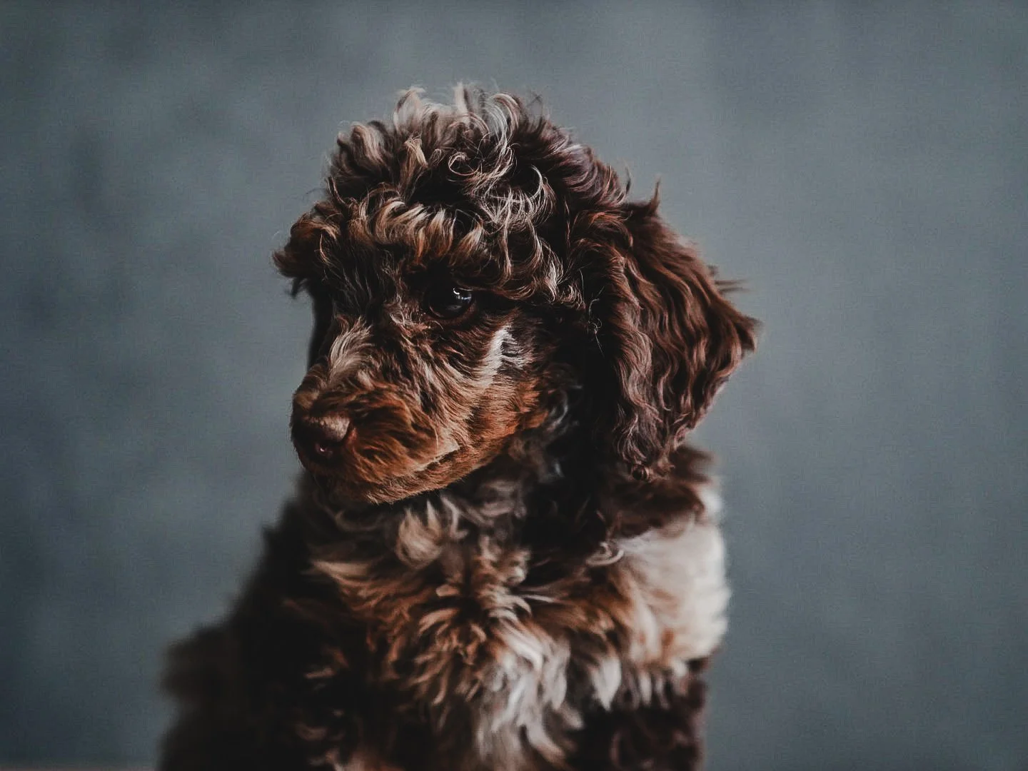 brown phantom merle poodle puppy
