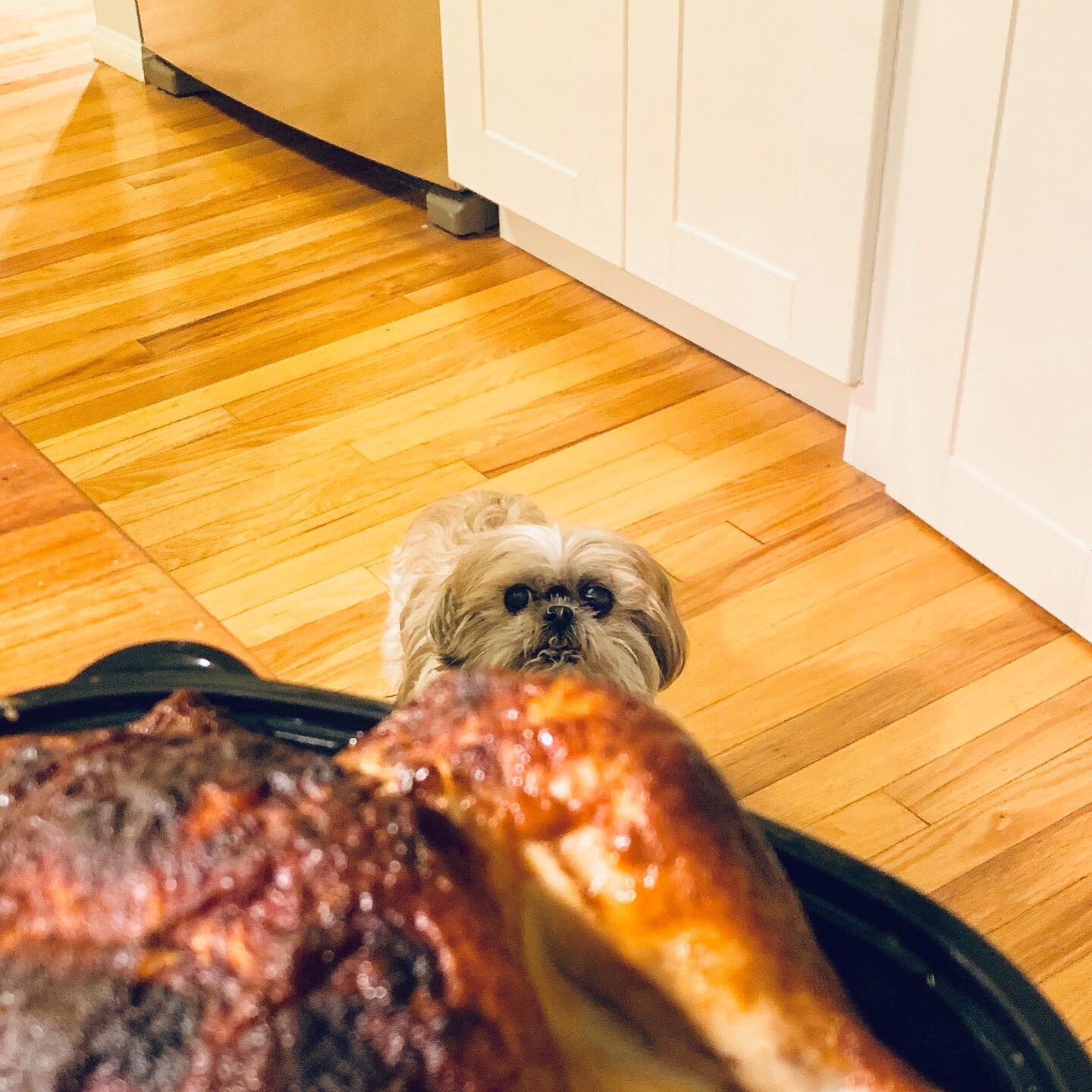 The nose knows 🍗🐶🐶😂 #Pompom #hungryshihtzu #shihtzulove #feedme