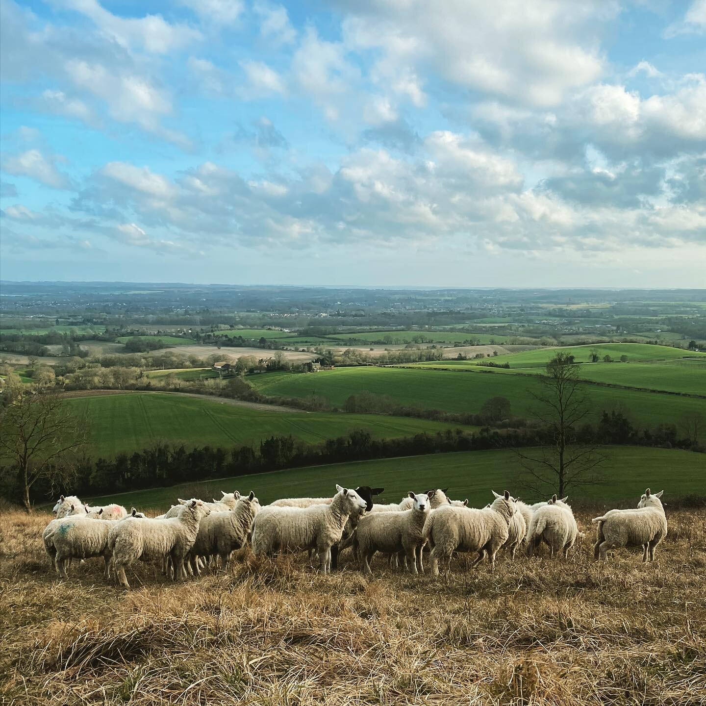 Lovely to see the sheep out grazing on the hill this afternoon. #chalkgrasslandrestoration #badgellswood #visitkent #oldchalknewdowns #northdownsway