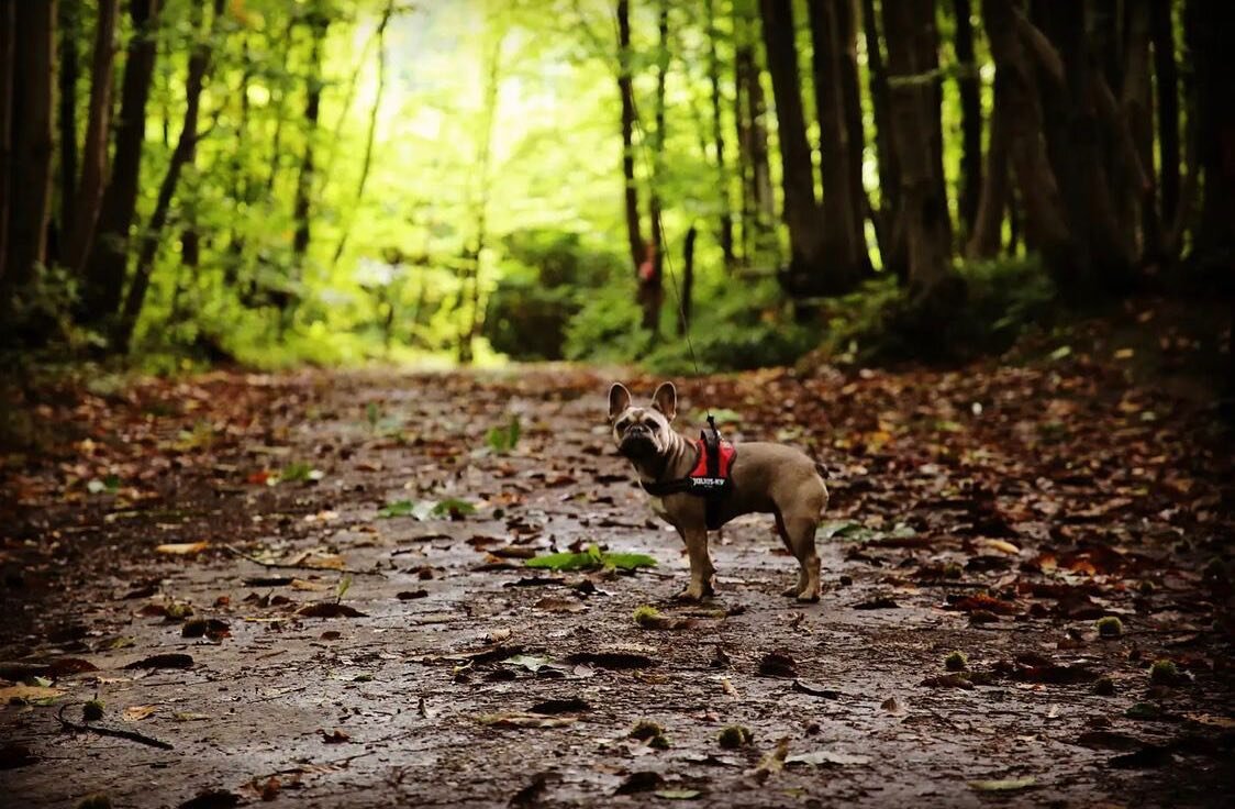 🤫 Don&rsquo;t tell everyone, but we&rsquo;re HOLDING OUR PRICES at 2021 rates for just ONE MORE WEEK&hellip;.hurry and book your first woodland adventure of 2022! 🏕🐾🙃

Check website for availability.

📸 @kate_skinner_1992

#badgellswood #badgell