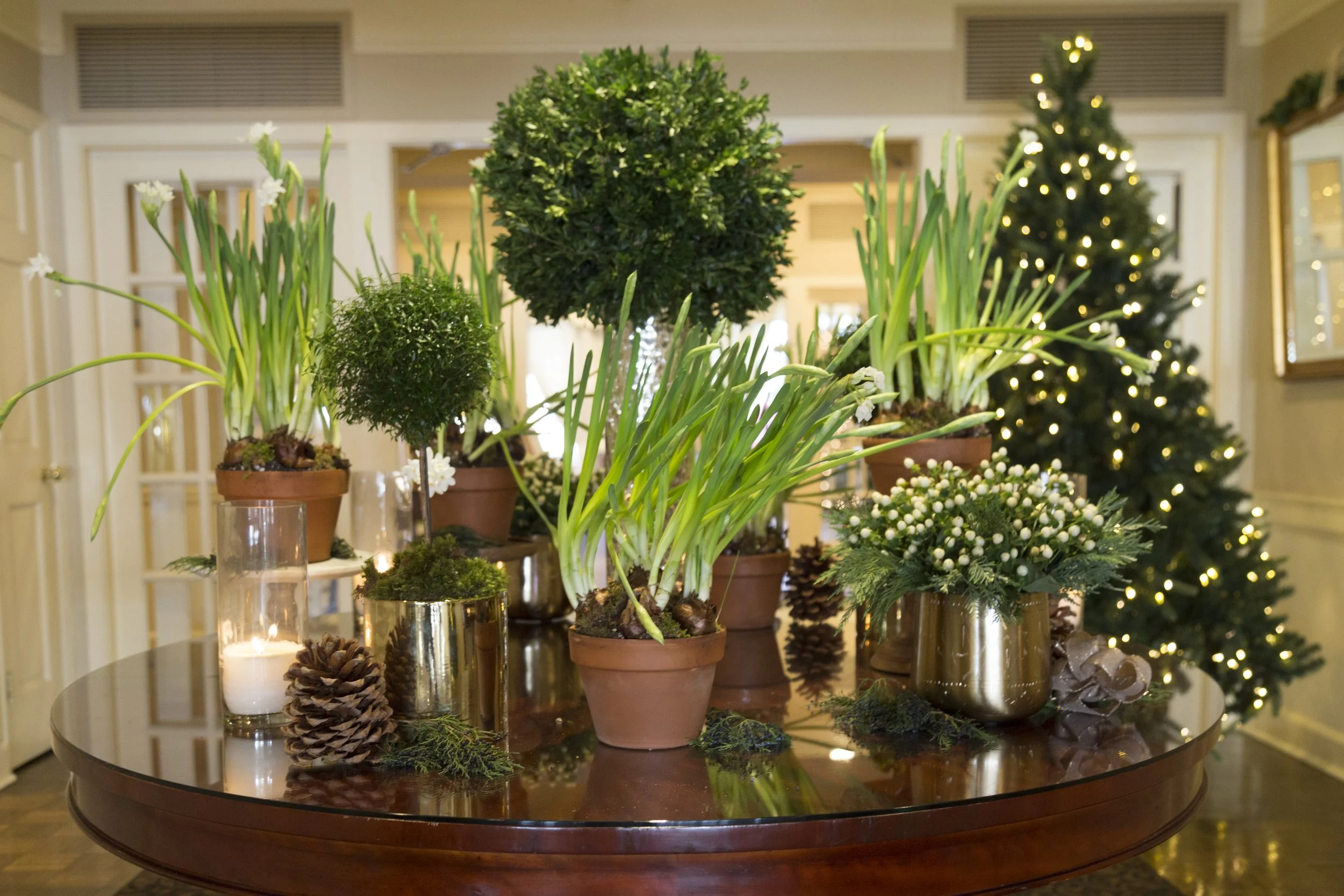 Entry table at The Inn at Longshore with paperwhites in terracotta pots, boxwood and myrtle topiaries, white hypericum berries with cedar in gold pots, and pine cones beside a lit Christmas tree