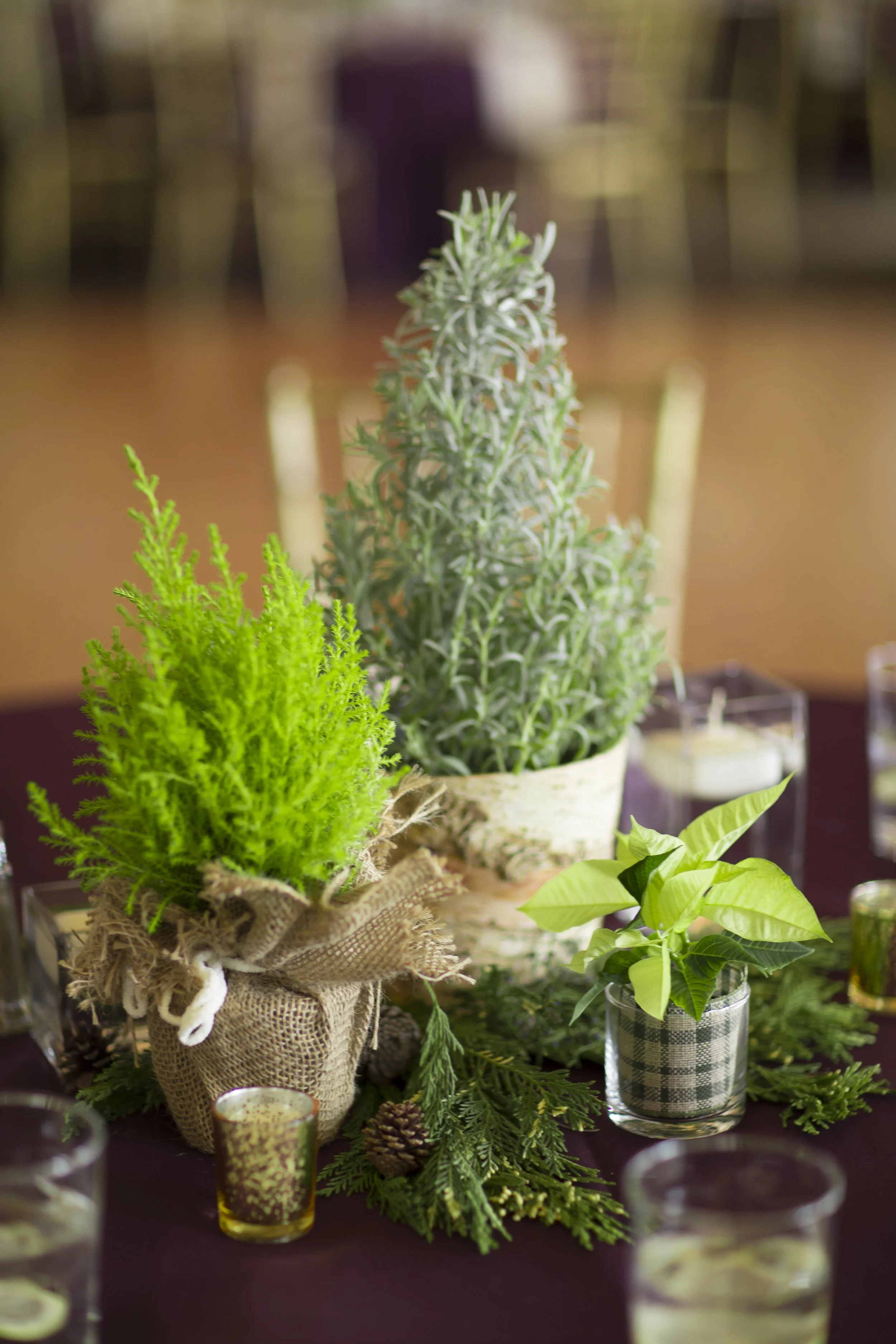 Winter centerpiece of a potted rosemary topiary in a birch wrap, lemon cypress in burlap and a small poinsettia in plaid, with cedar and pine cones on a plum tablecloth