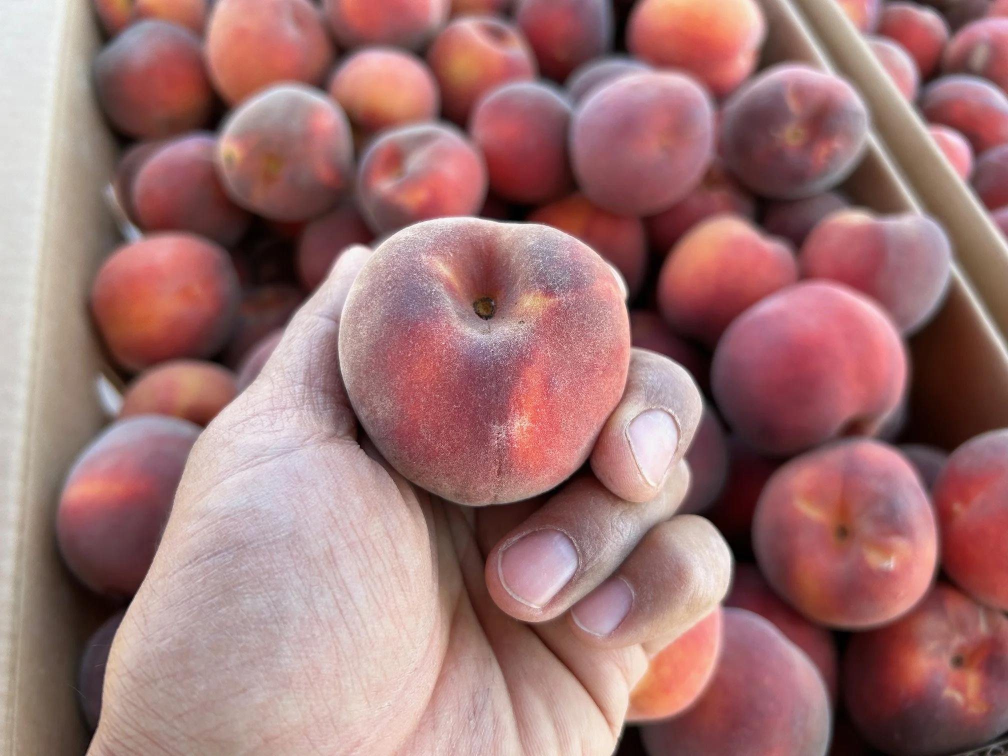 peach-yellow-01.jpg