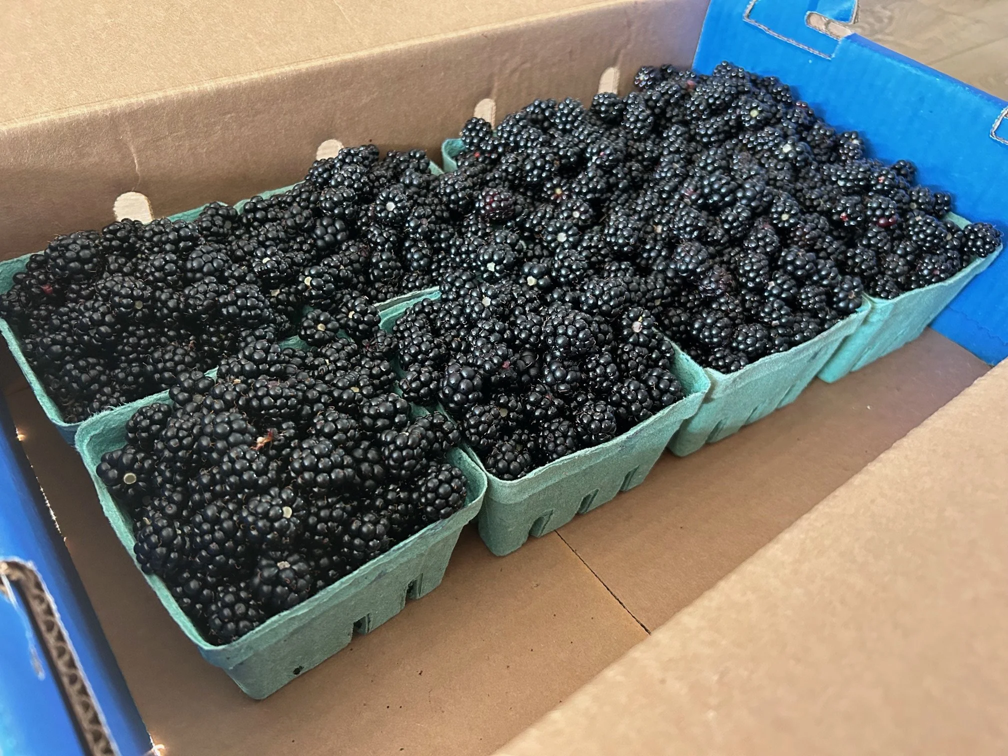 blackberries-02.jpg