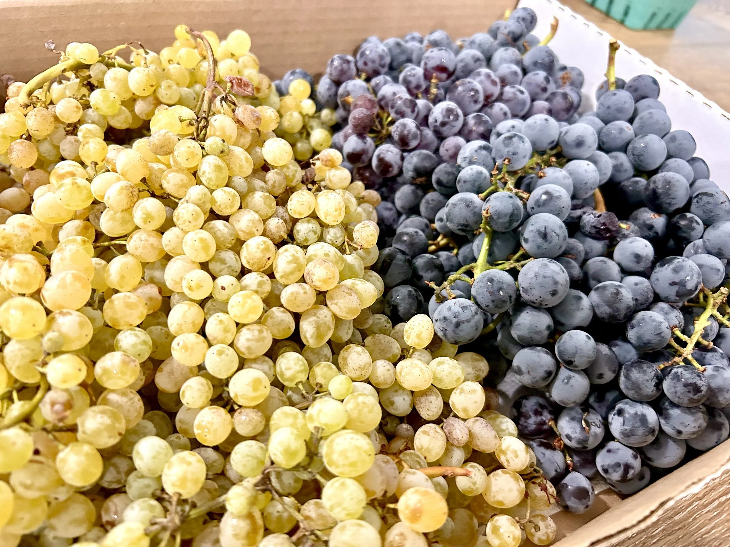 grapes-02.jpg