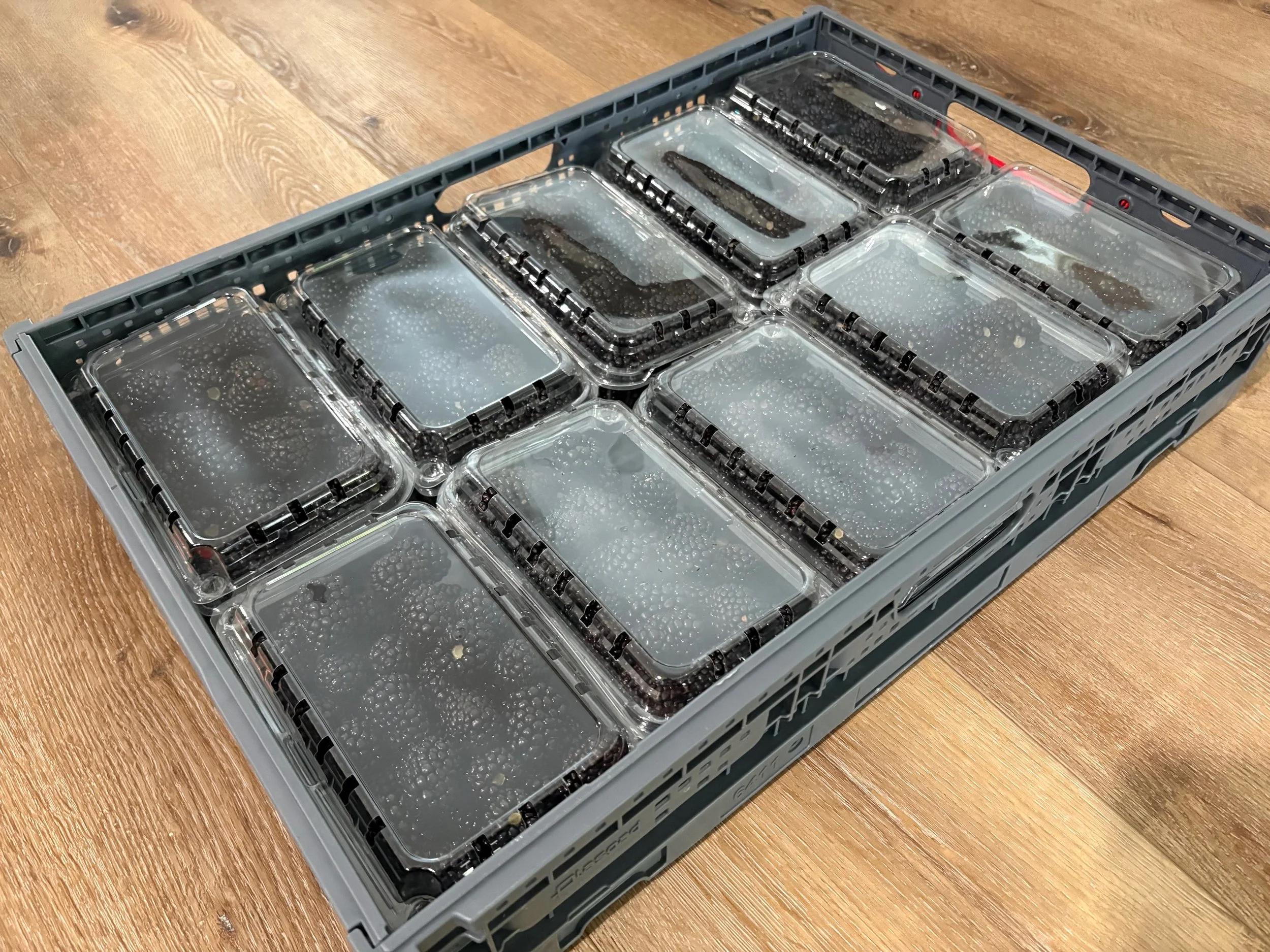blackberry-13.jpeg