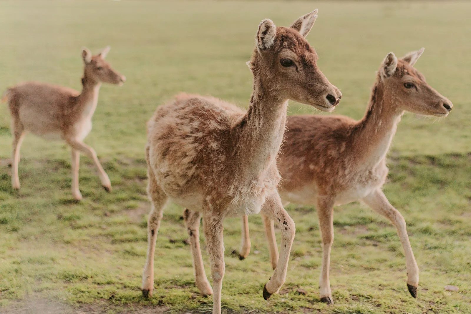 BWP Germany 1-87_websize.jpg