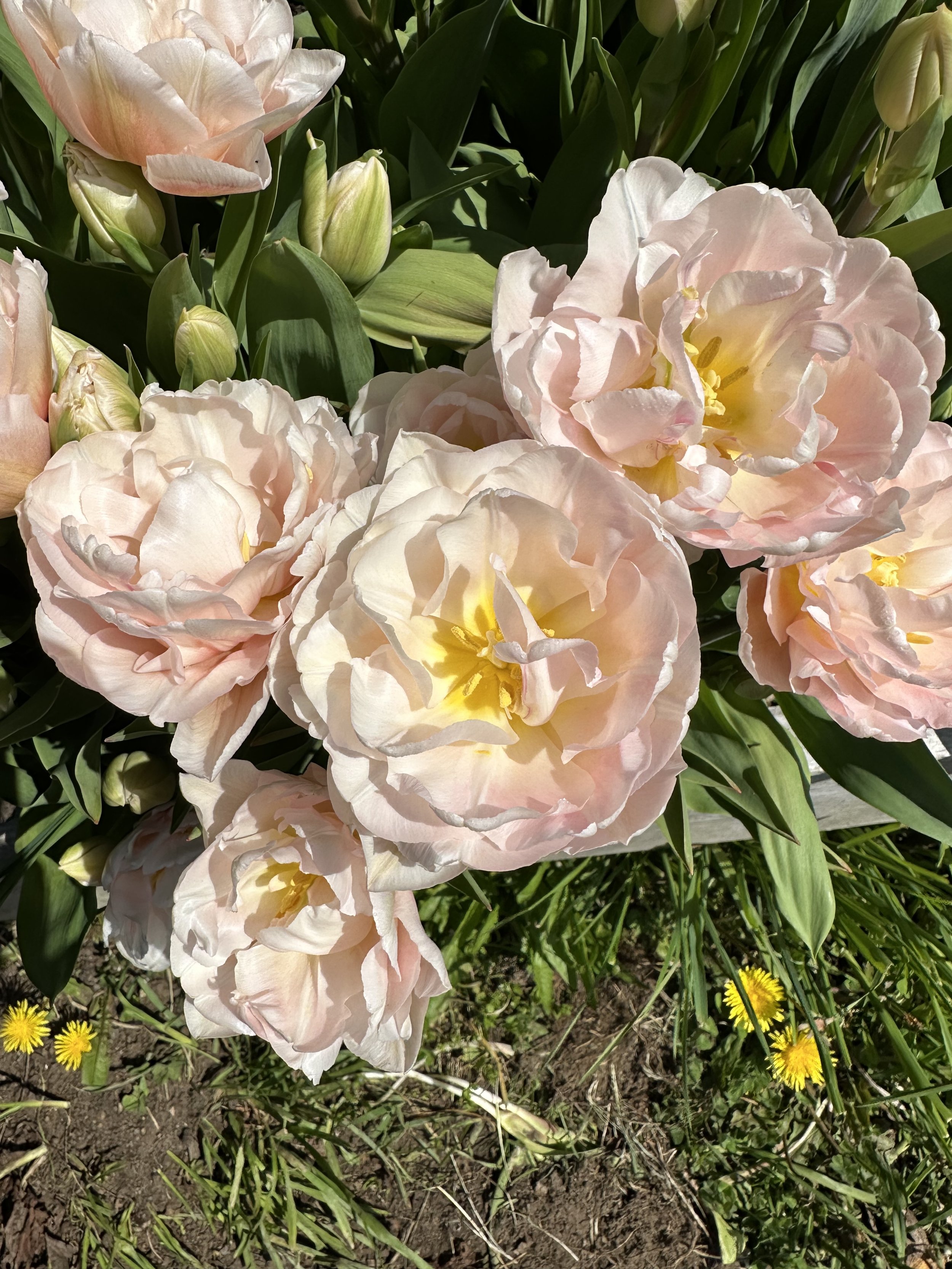 Tulip 1.jpg