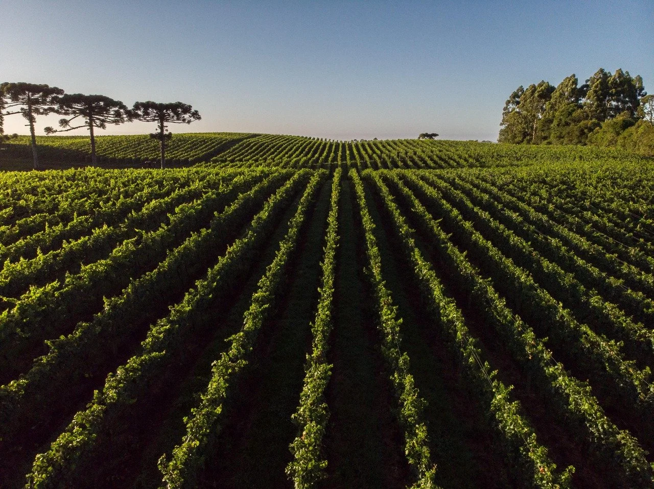 WhatsApp Image 2025-11-20 at 11.54.56.jpeg