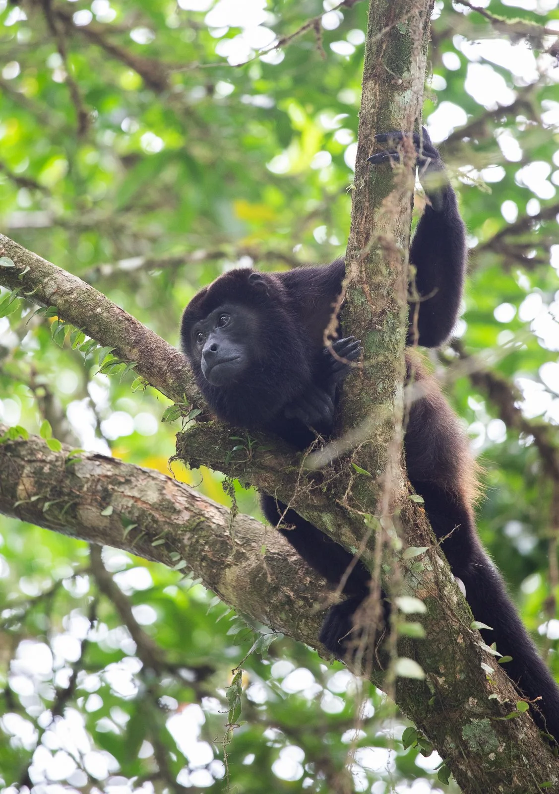 1 web howler monkey-8968.jpg