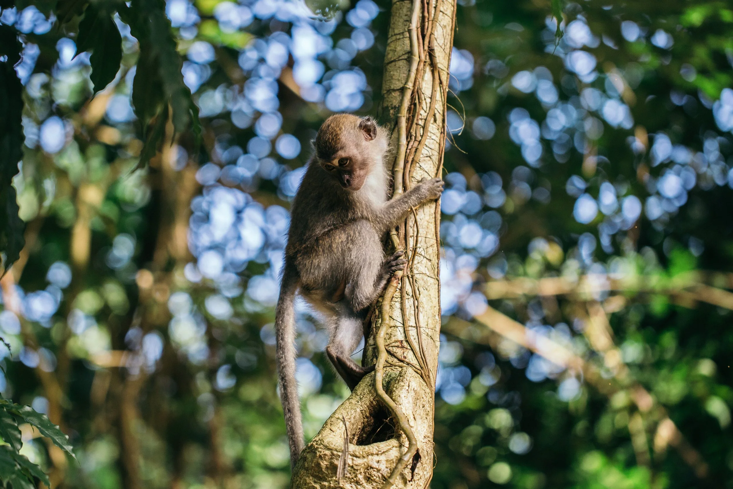 singapore monkey7435.jpg