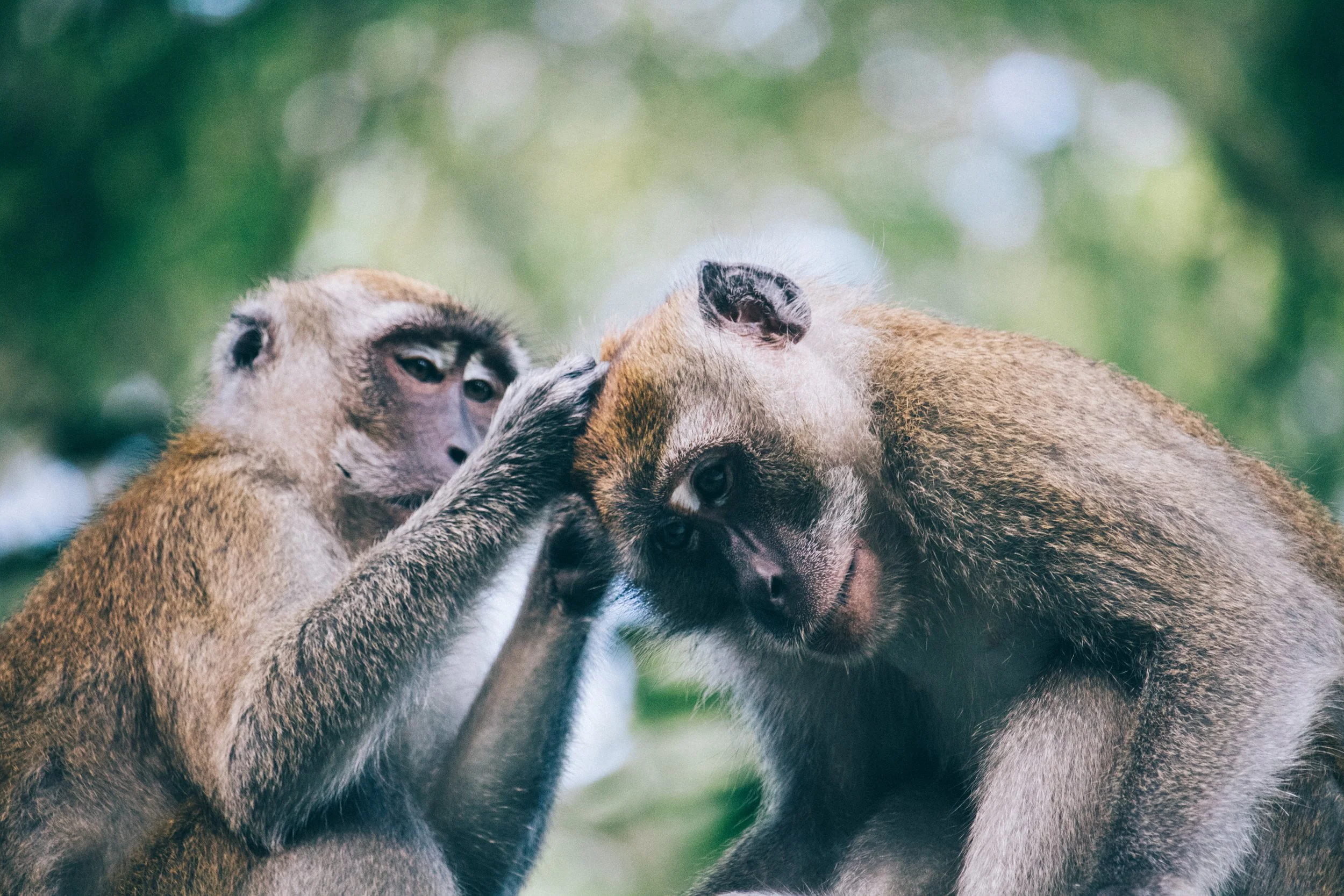 singapore monkey0015.jpg