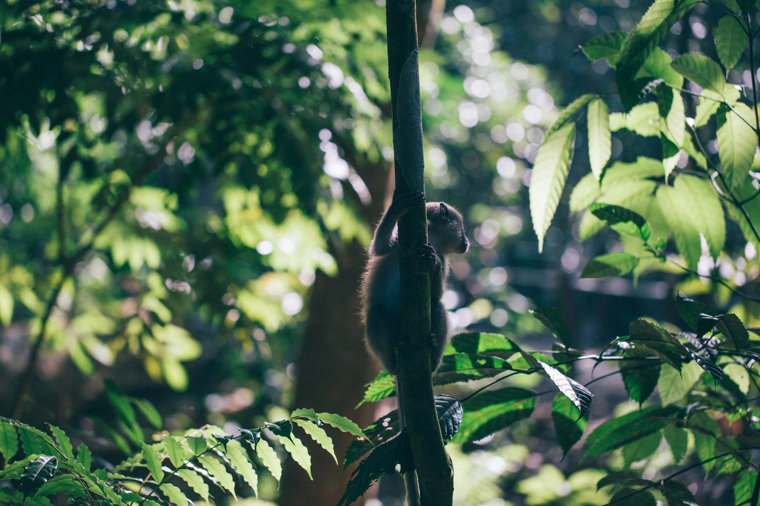 singapore monkeys7408.jpg