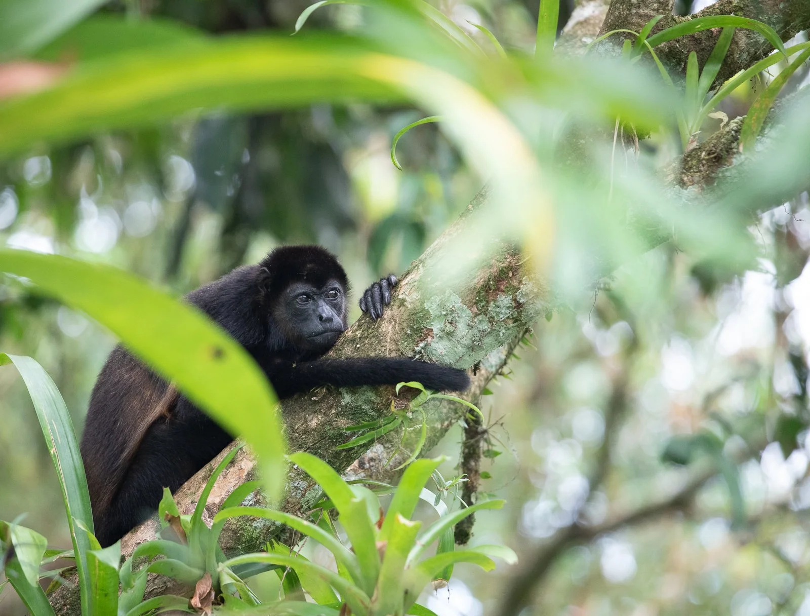 1 web howler monkey-8975.jpg
