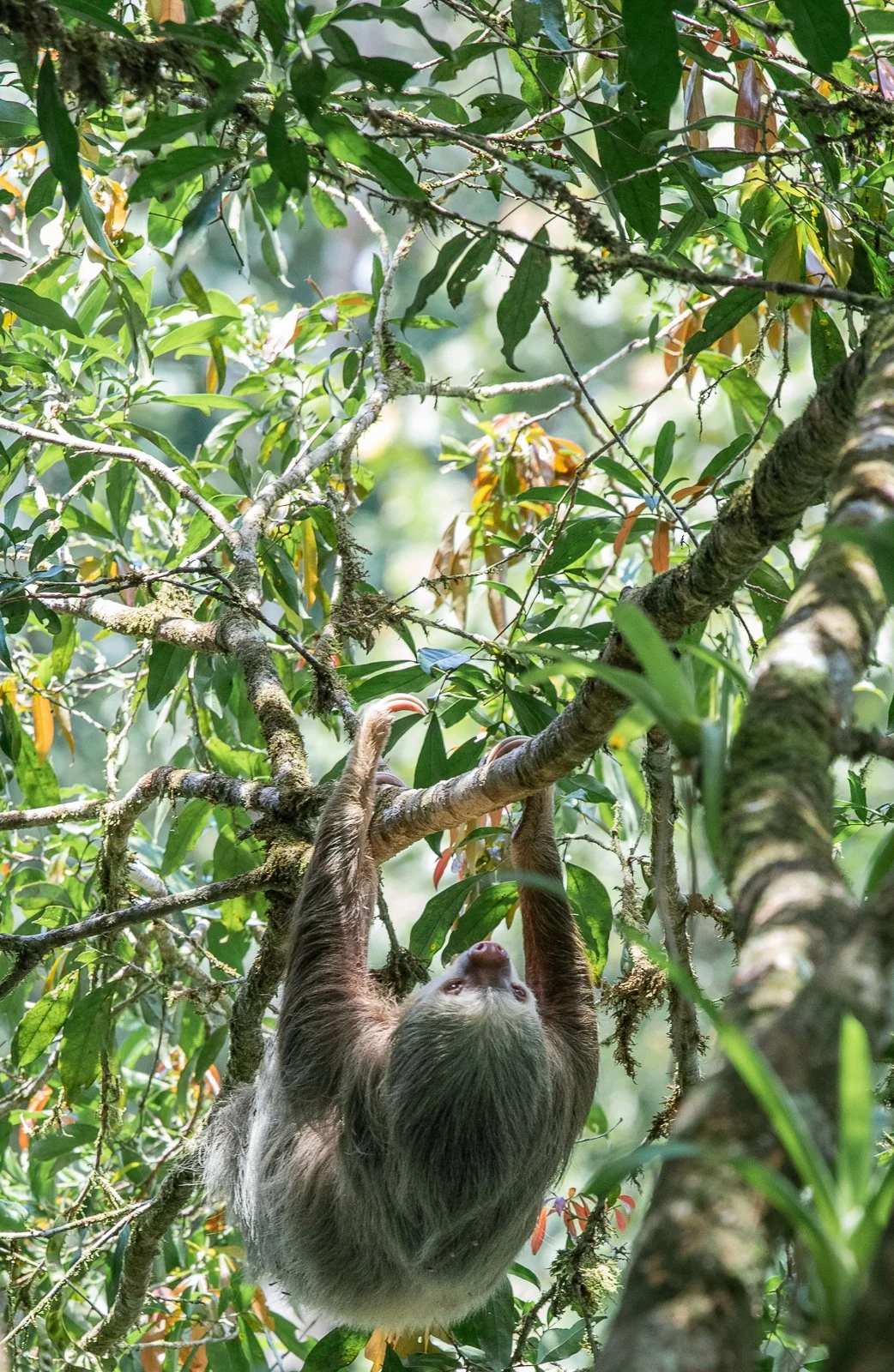 1 web howler monkey-9243.jpg