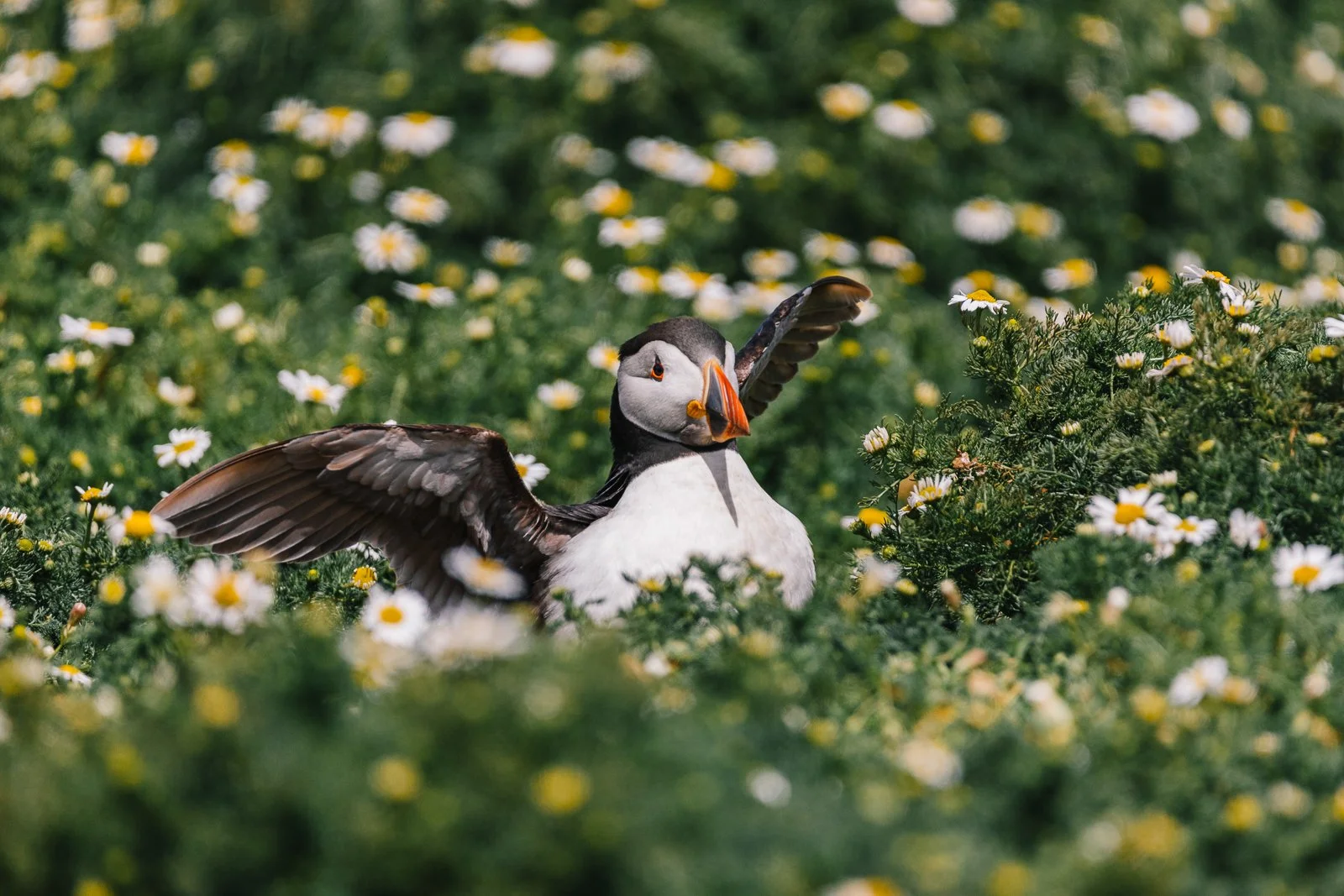 puffin-Web exports 20220367.jpg