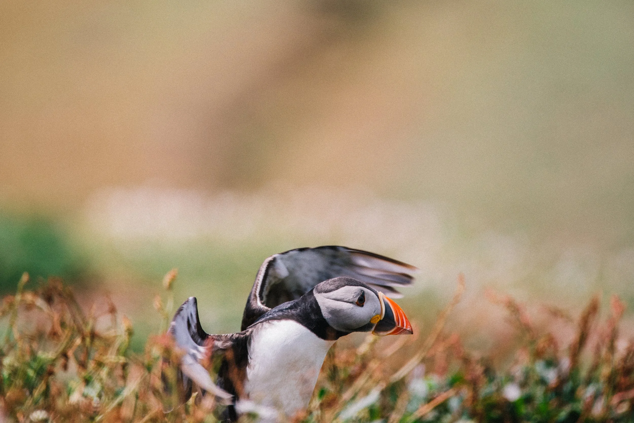 puffin0289.jpg