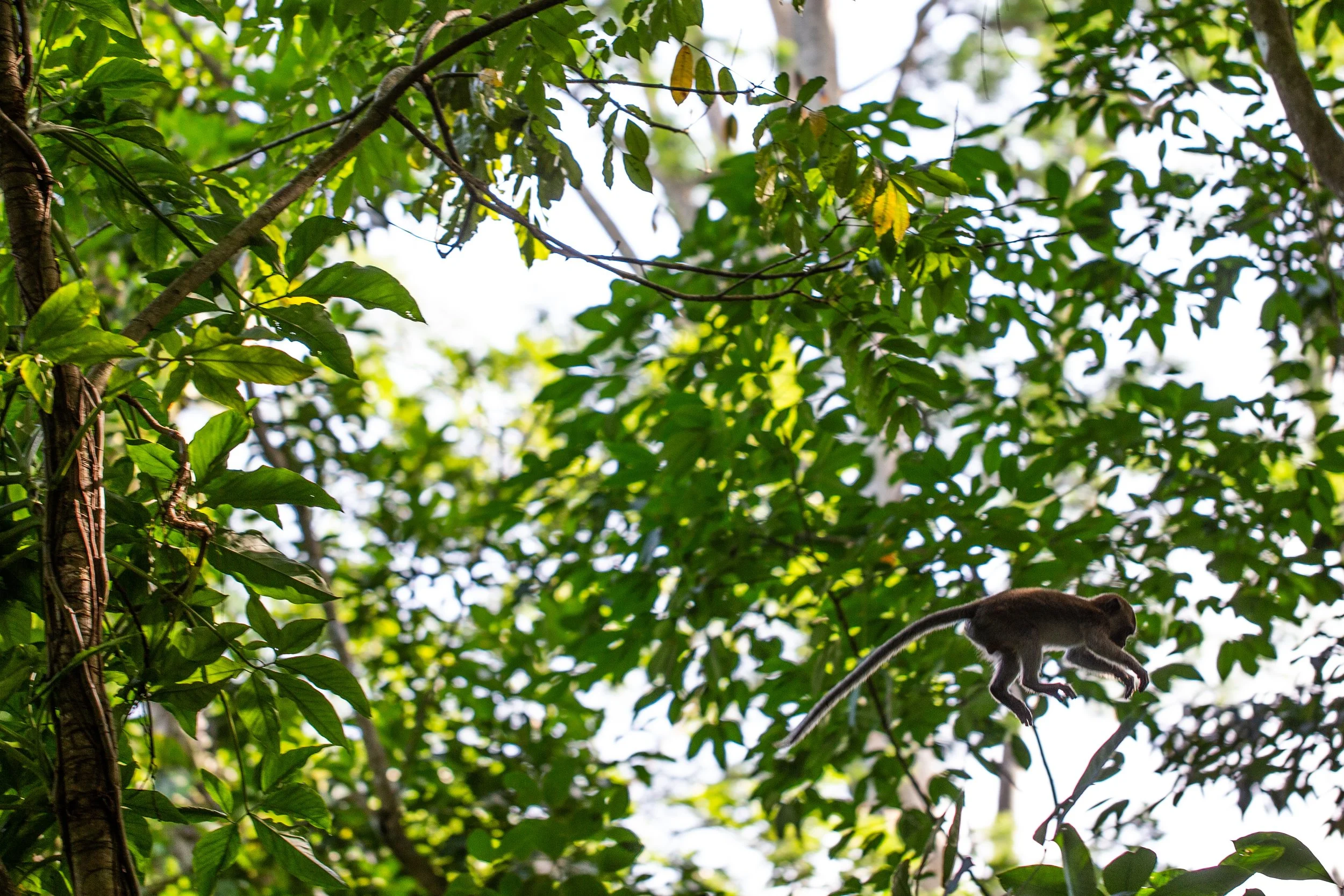 singapore monkeys7357.jpg