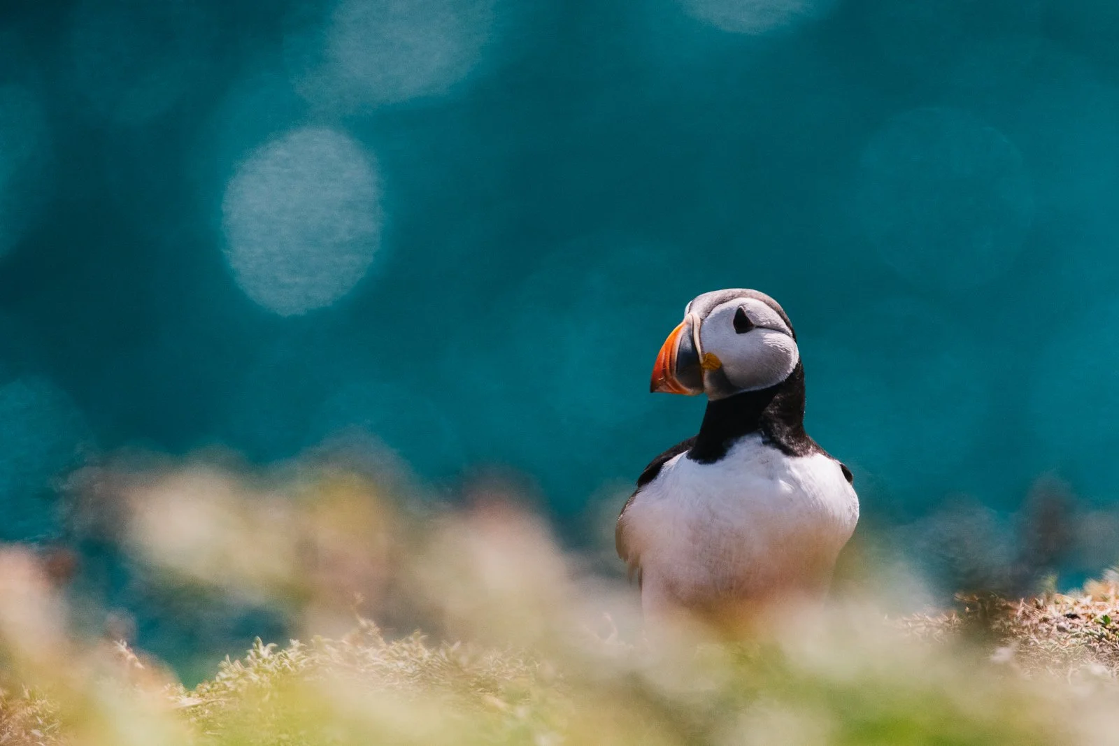 puffin-Web exports 20220575.jpg