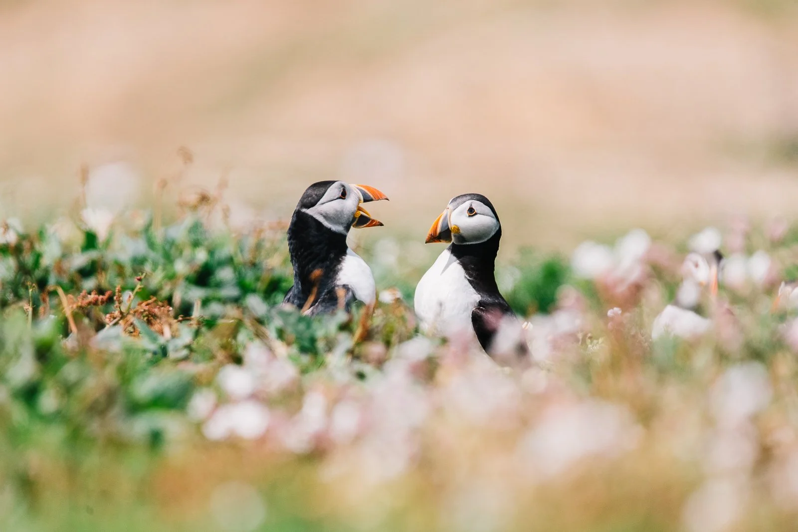 Puffins-Web exports 20220260.jpg
