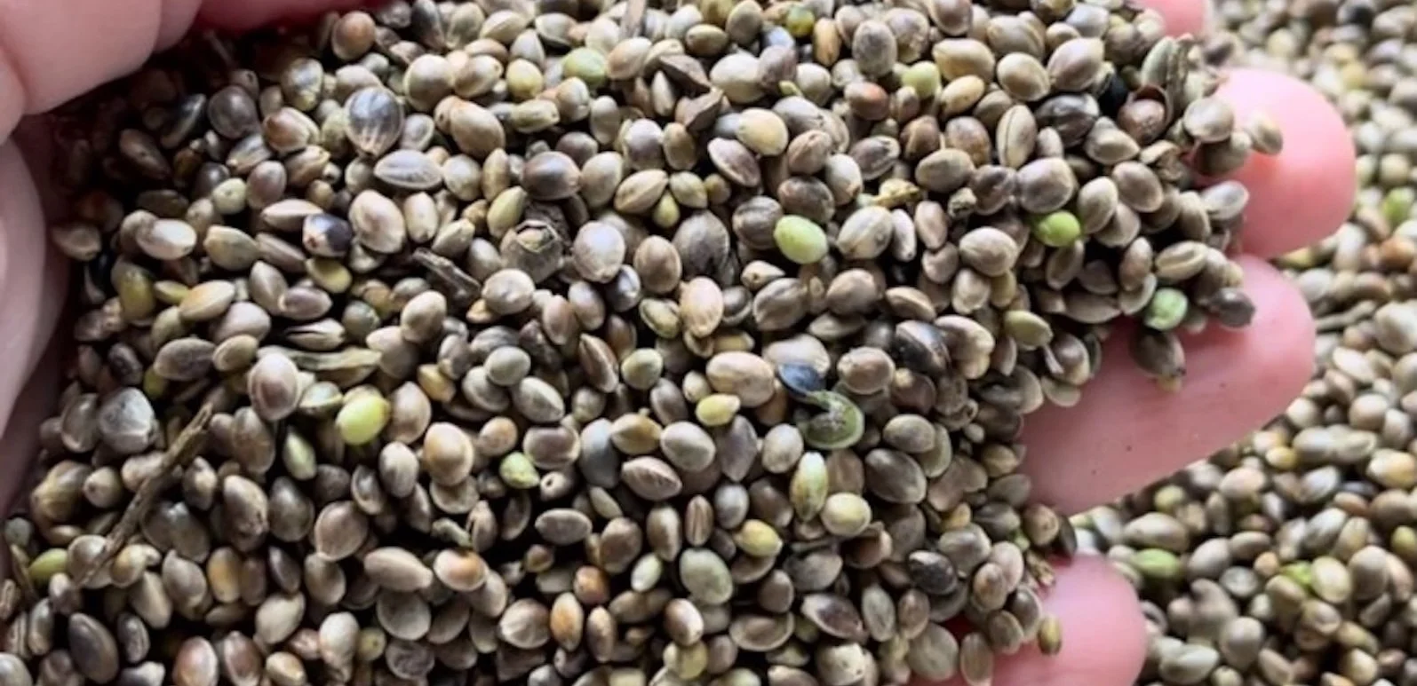 Hemp Seeds Before Processing.jpeg