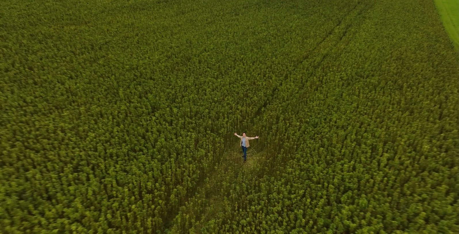 Hemp Field Crop.jpg