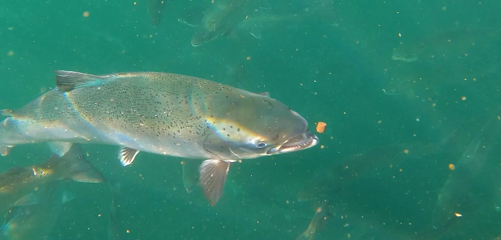 Salmon Aqua Feed.jpg
