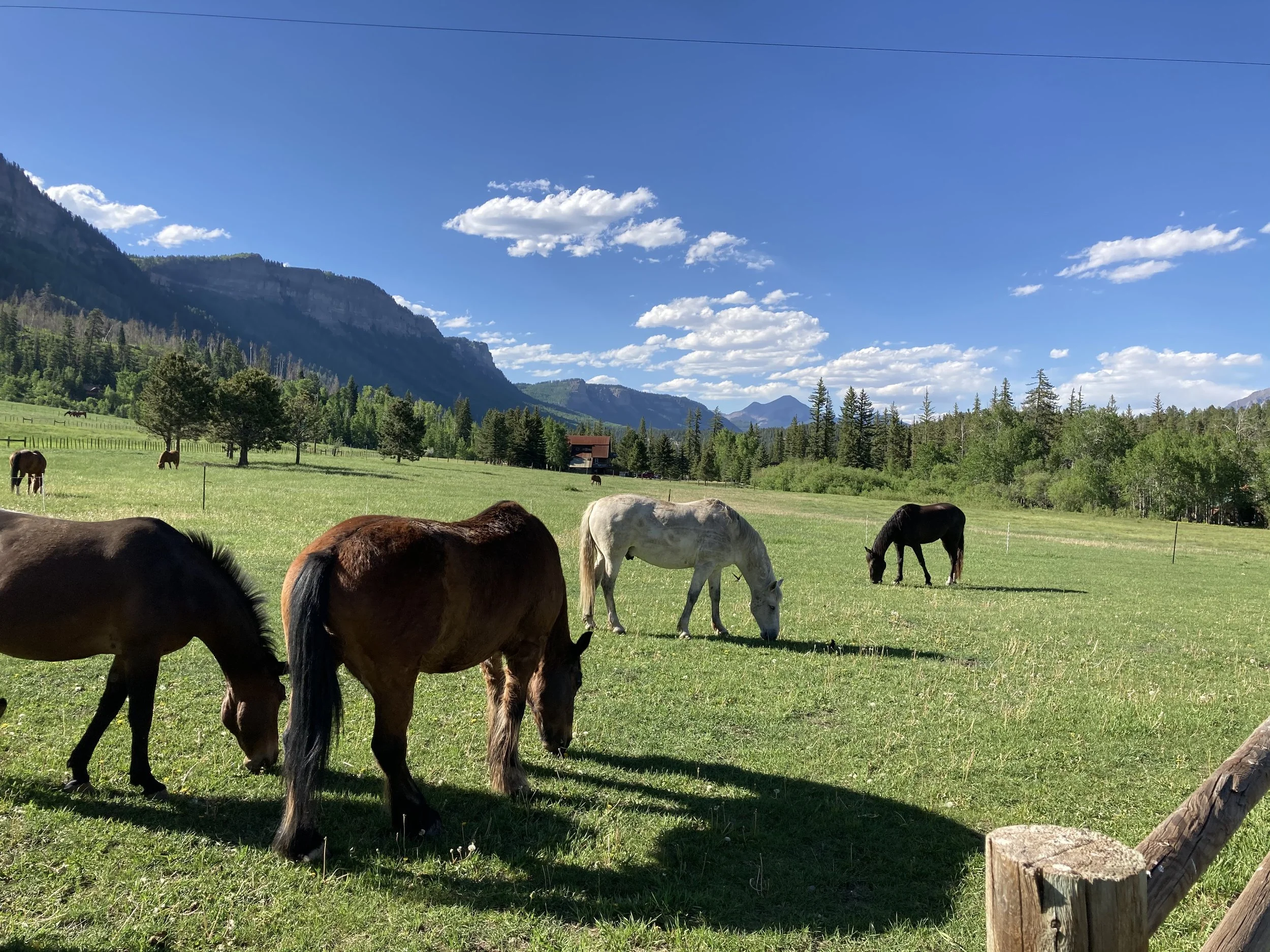 Horses at the Ranch