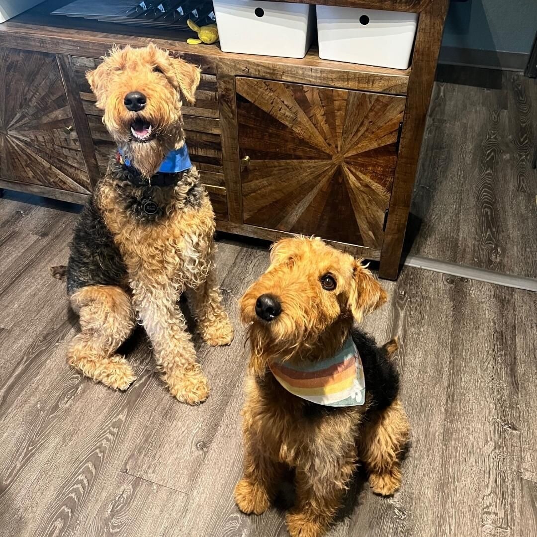 Ocean and Maple saying Hi 👋  They can't wait to greet you at your next appointment! 🐶 

#therapydogs #healingdogs #dogtherapy #chiropracticoffice #chiropractor #chiro #chiropractorsandiego #northparkchiropractor #hillcrestchiropractor #sandiegochir