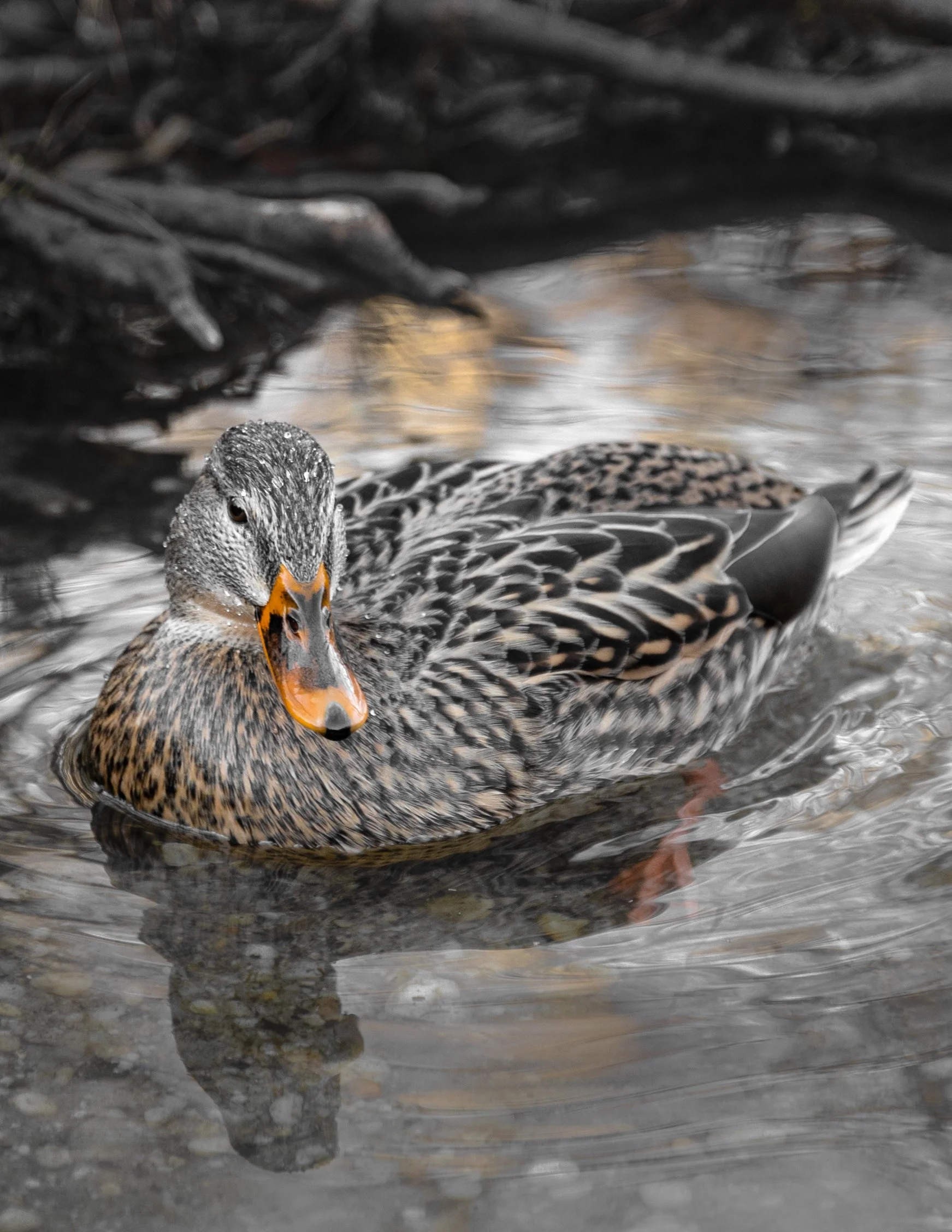 UPDATED Pequa Duck Orange.JPG