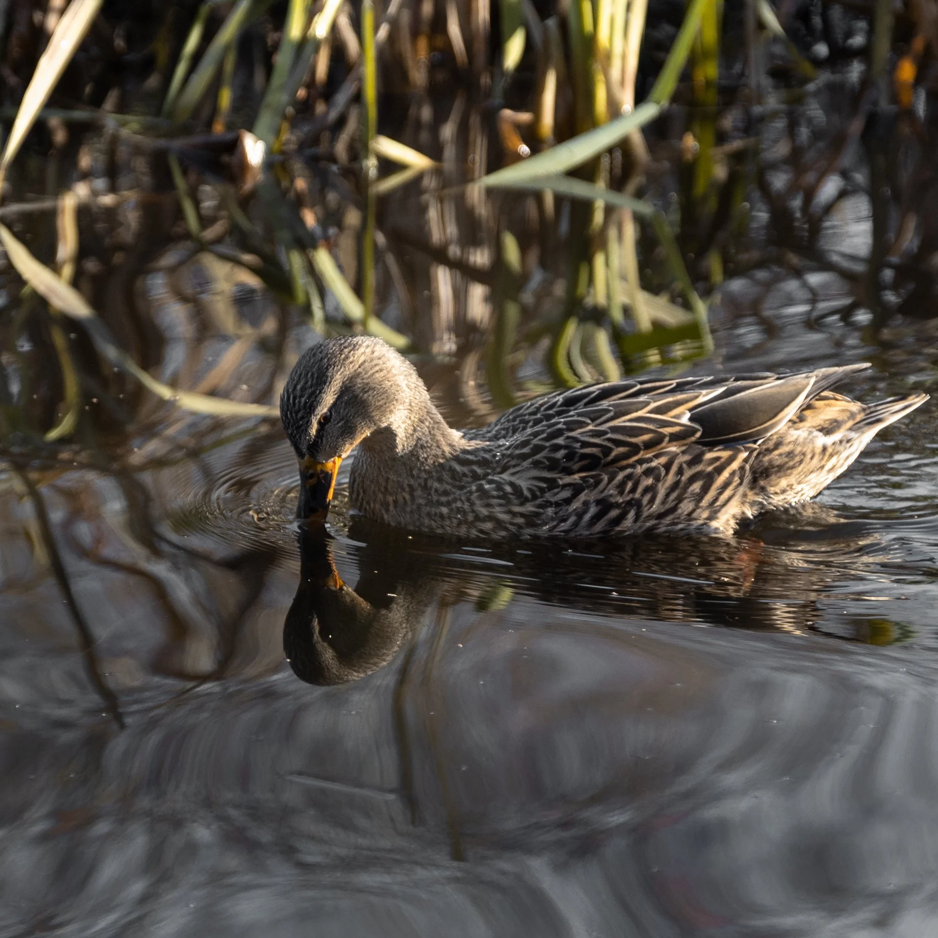 UPDATED Pequa Duck Reflection.JPG