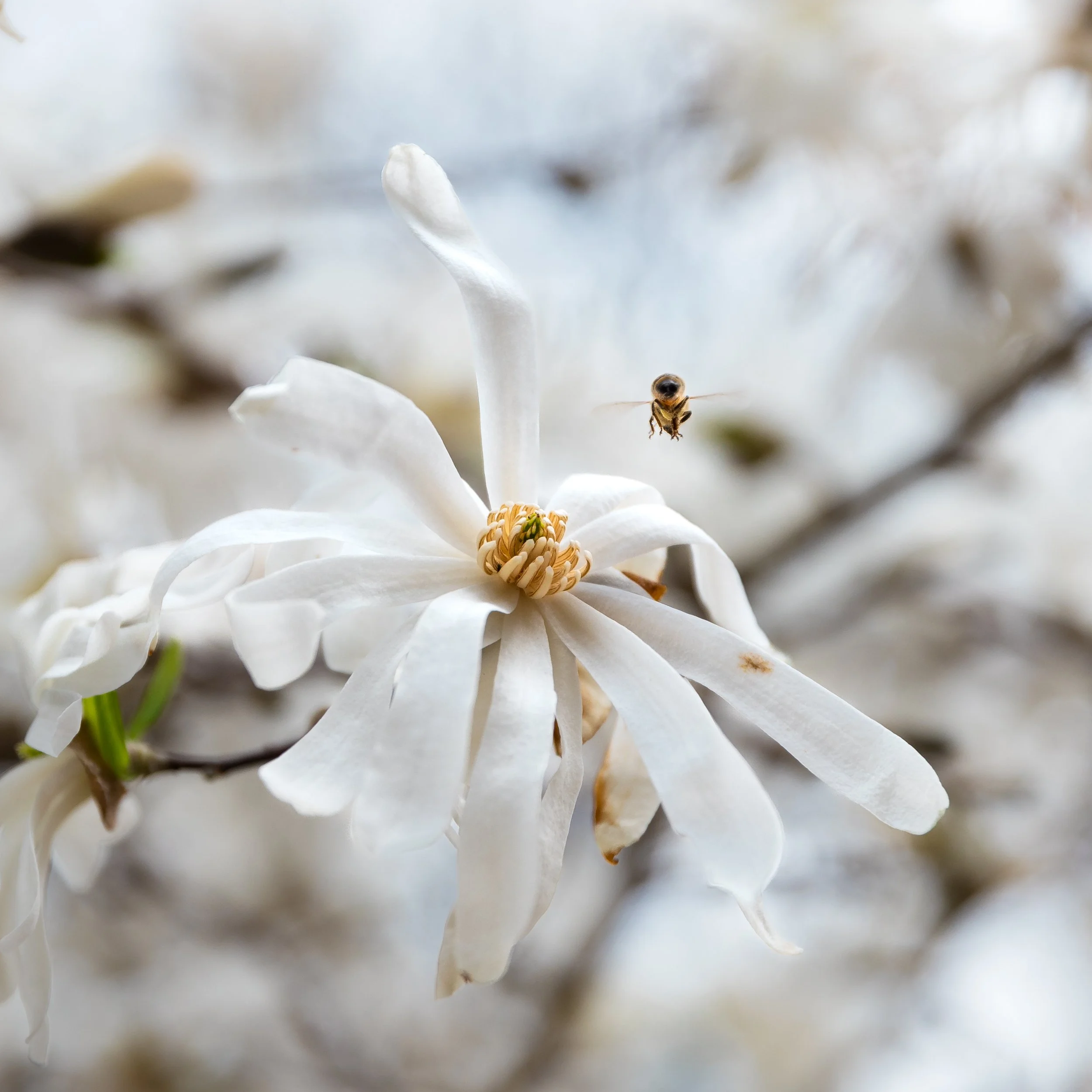 Bee Landing On Flower V 3.JPG