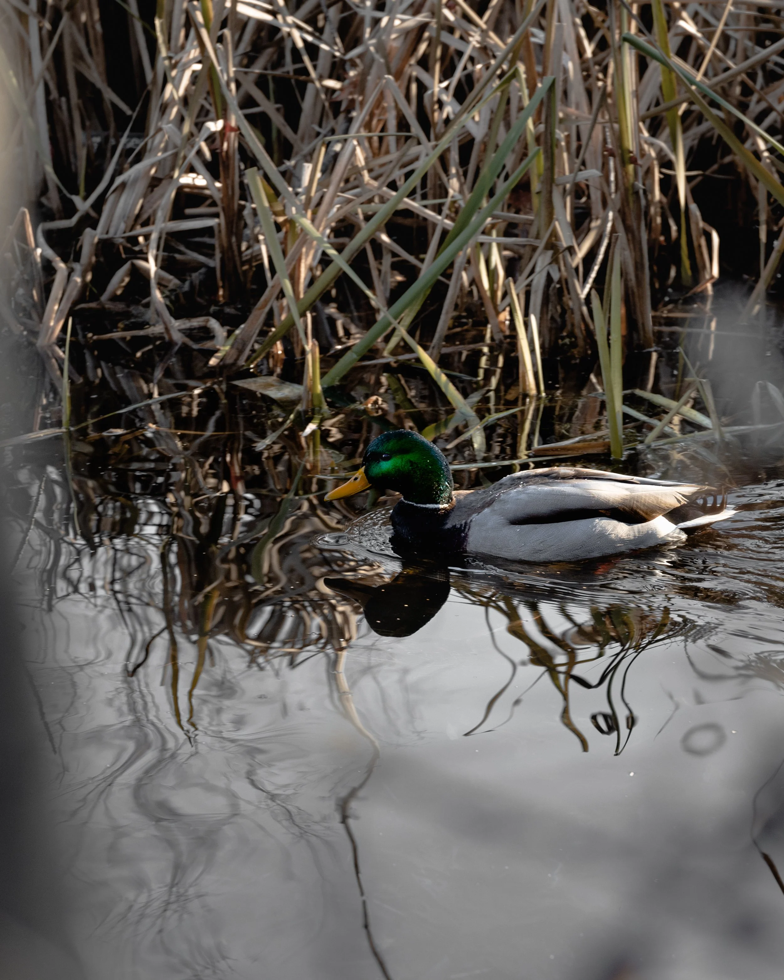 UPDATED Pequa Duck Green.JPG