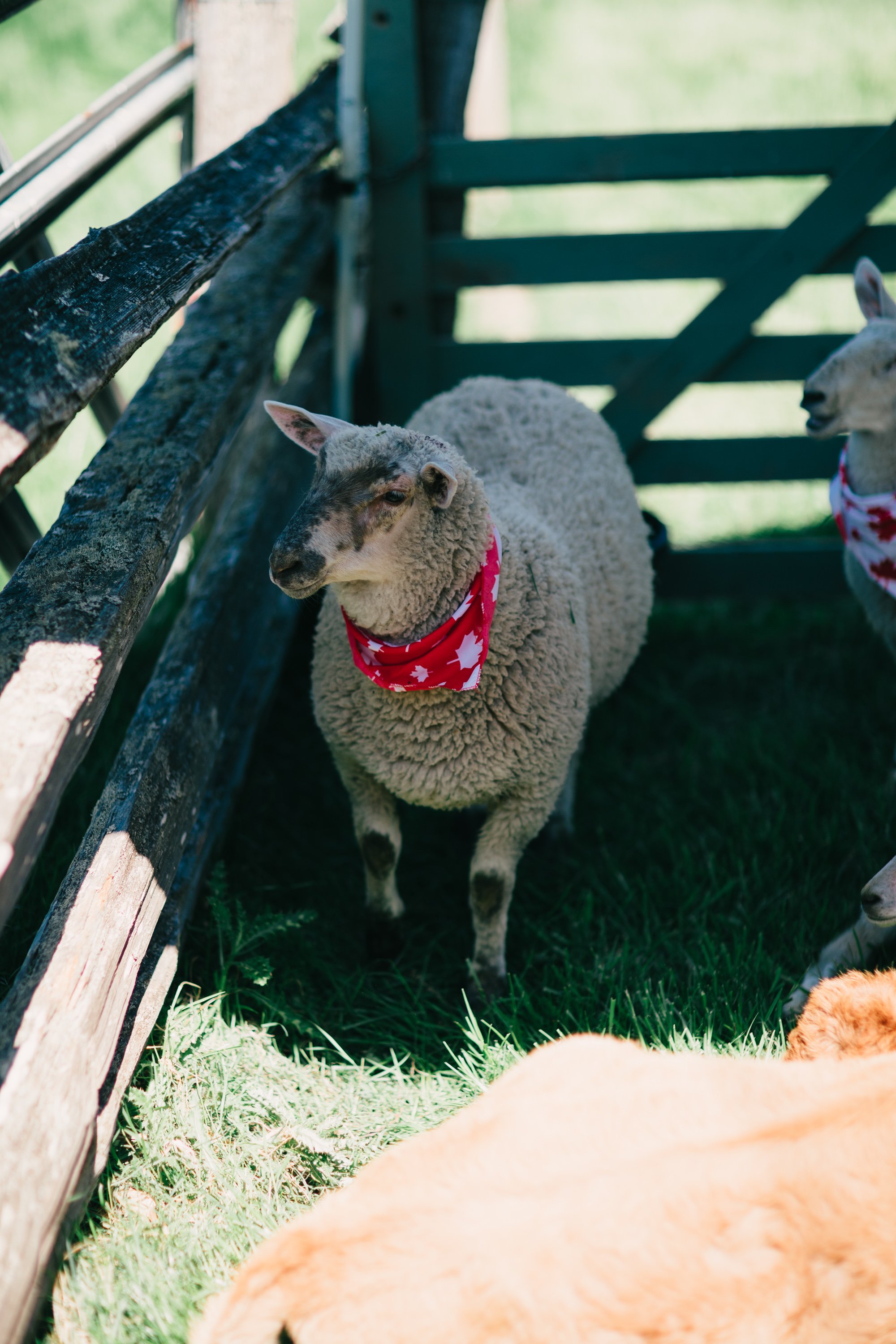 Ruckle Farm Farm Days 2026 Sydney Woodward Folklore Photography Company-110.jpg