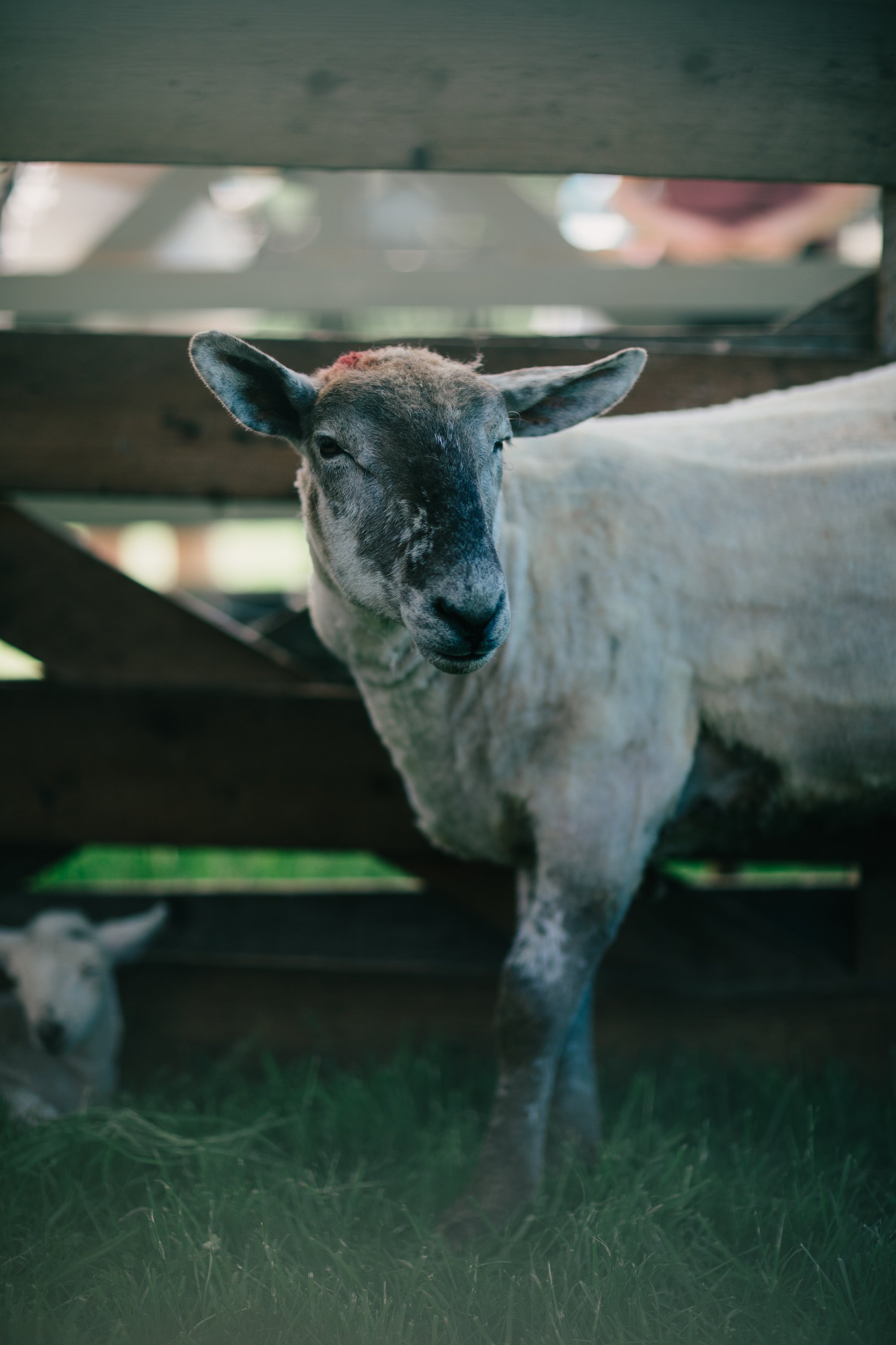 Ruckle Farm Farm Days 2026 Sydney Woodward Folklore Photography Company-119.jpg