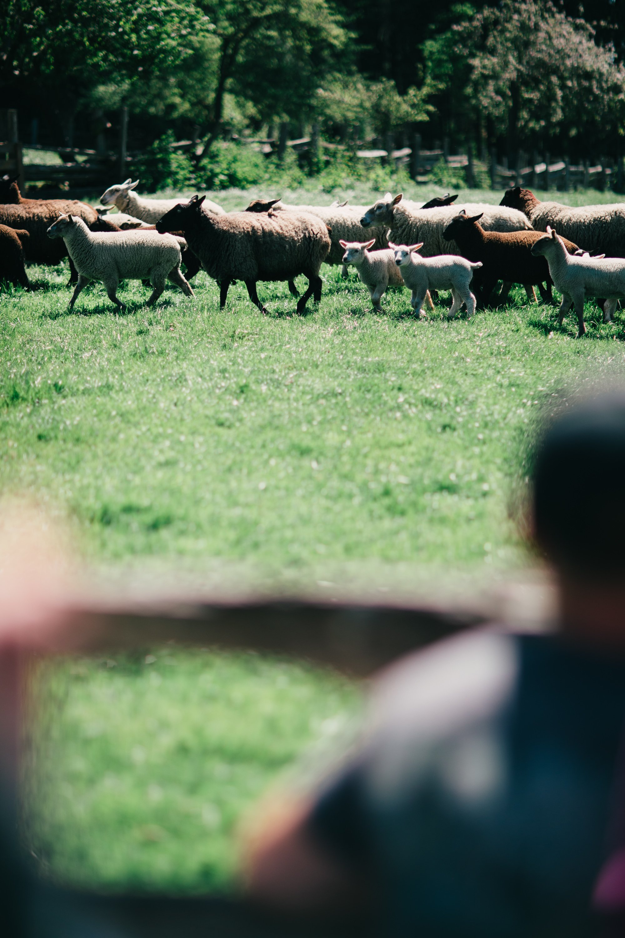 Ruckle Farm Farm Days 2026 Sydney Woodward Folklore Photography Company-149.jpg