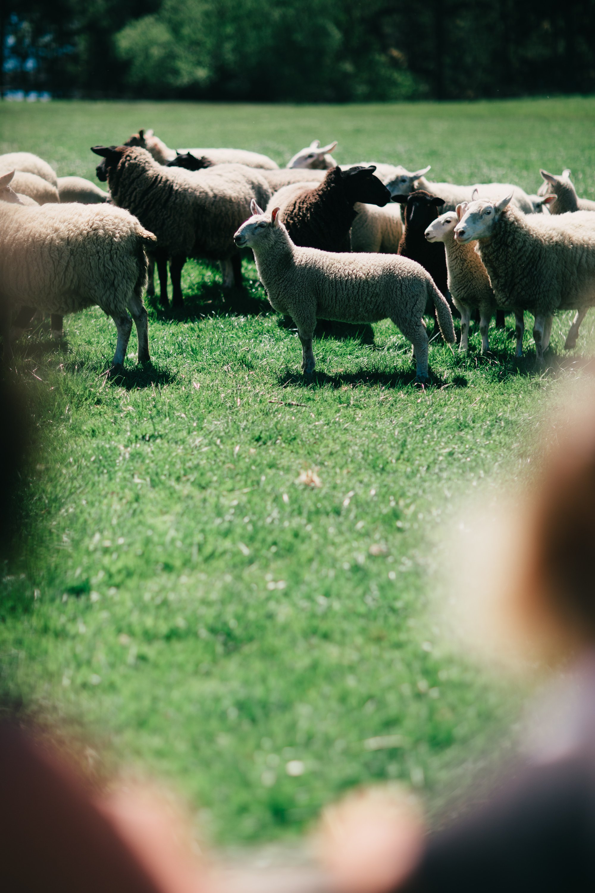 Ruckle Farm Farm Days 2026 Sydney Woodward Folklore Photography Company-150.jpg