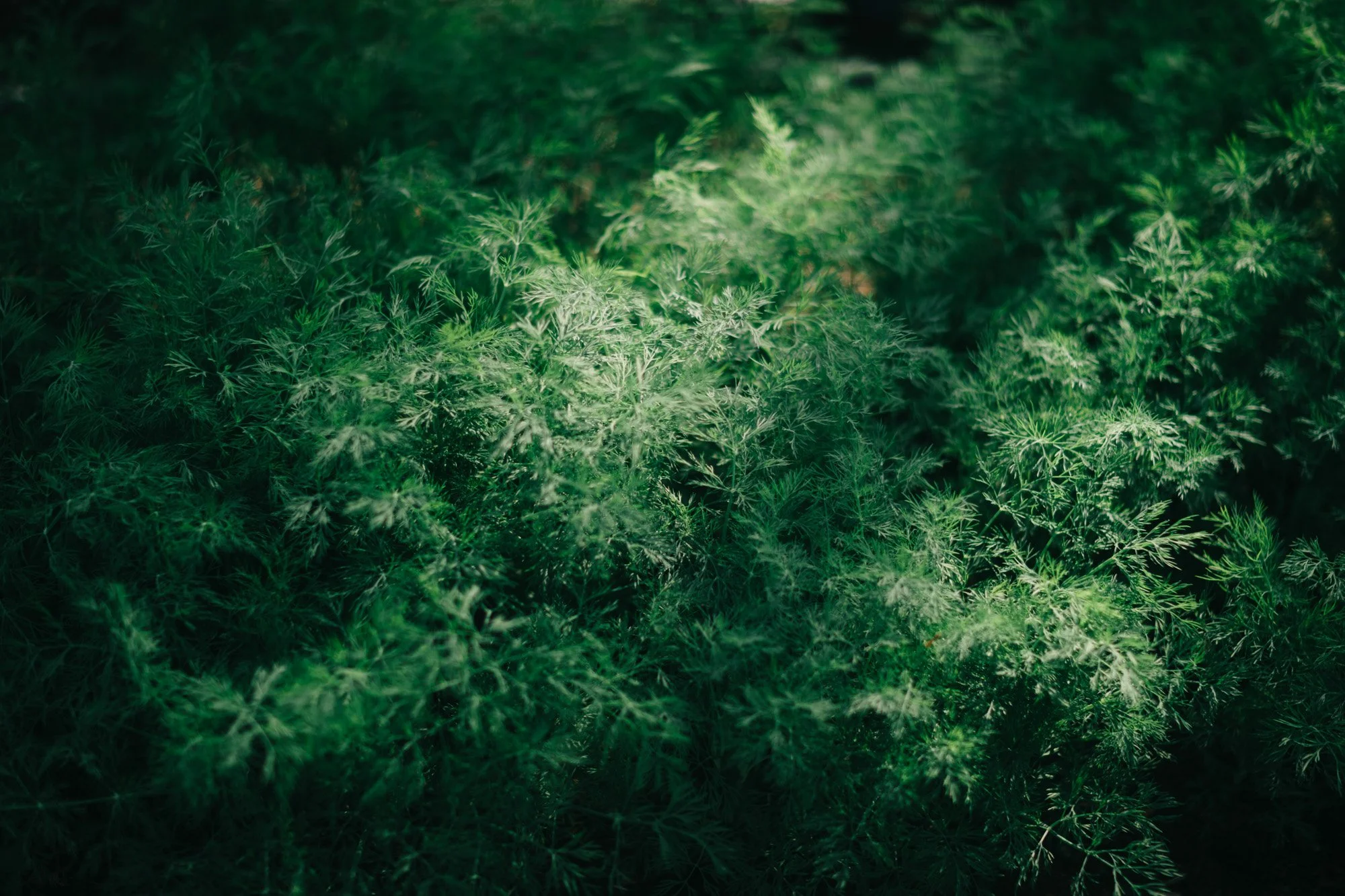Backwoods Farm, Salt Spring Island Sydney Woodward Photography -7.jpg