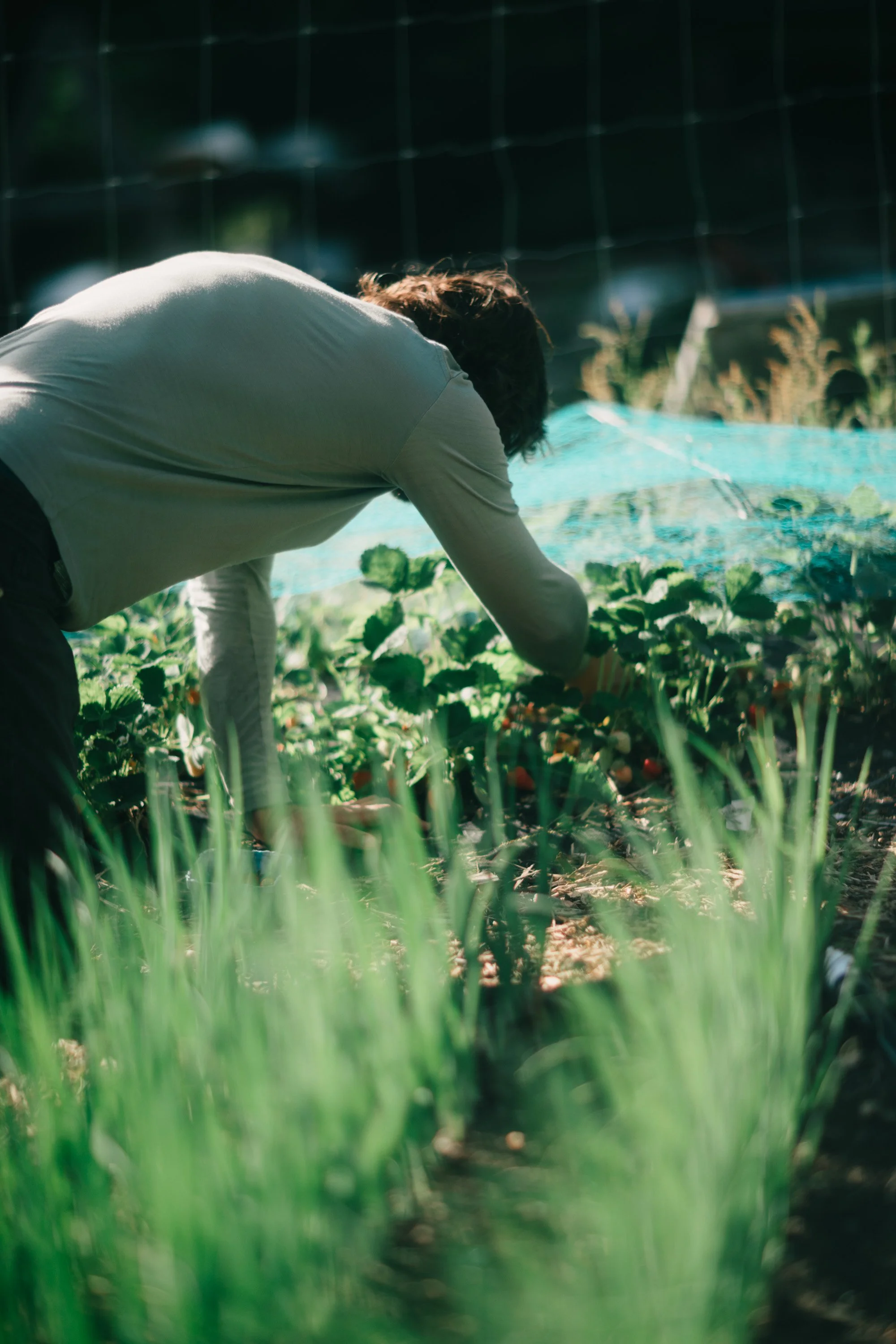 Backwoods Farm, Salt Spring Island Sydney Woodward Photography -26.jpg