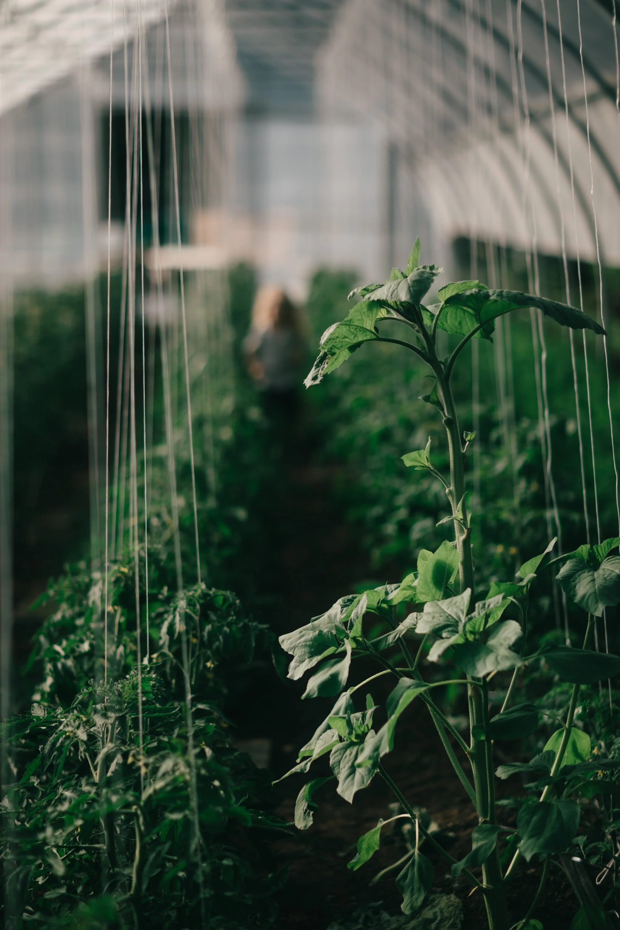 Backwoods Farm, Salt Spring Island Sydney Woodward Photography -68.jpg
