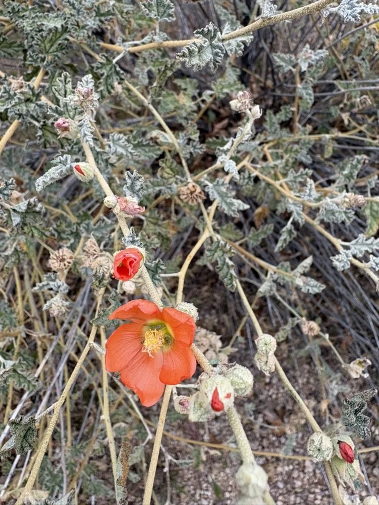 Joy Springs in the Desert, Too