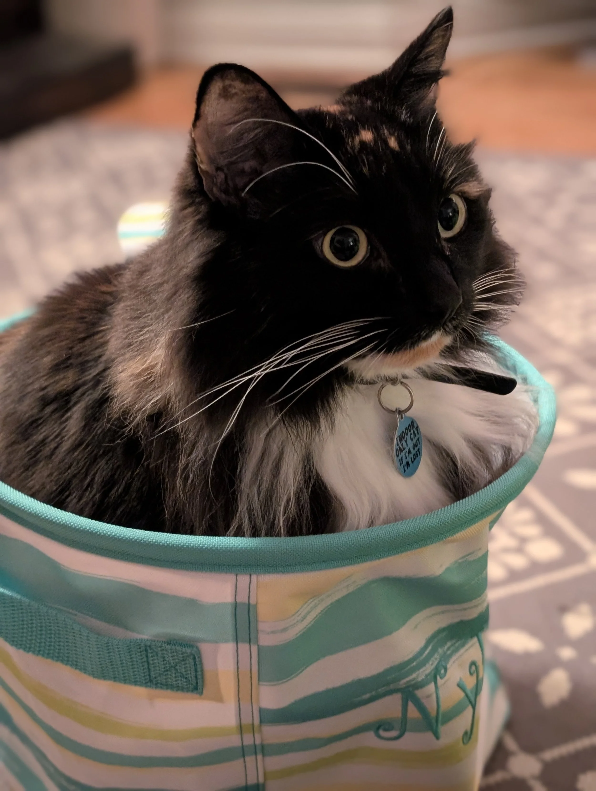 Michelle Noble, editor's cat, a calico (black, white, and copper) sits in a fabric basket.